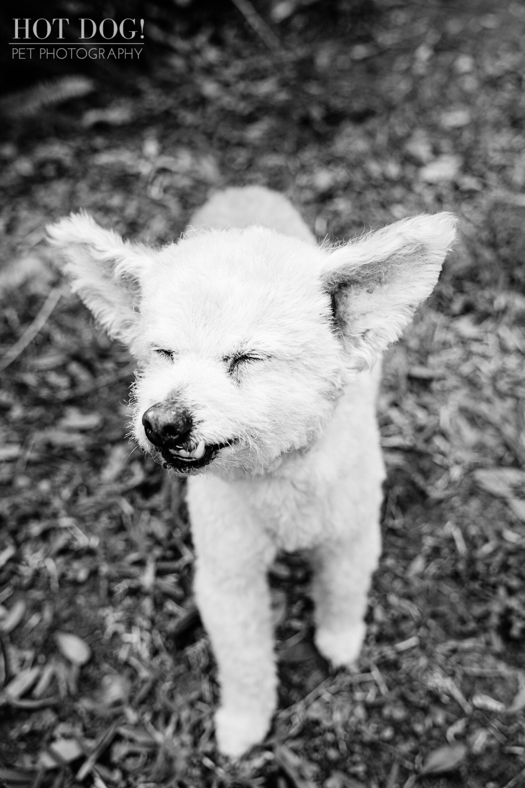 Senior dog Miley enjoys a day at Dickson Azalea Park.