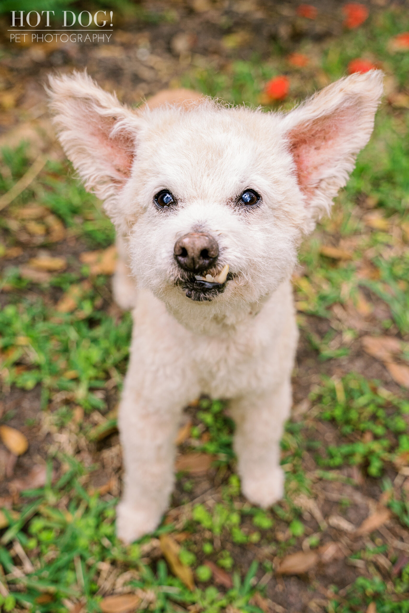 Miley the Terri-Poo mix shows off her adorable snaggletooth.