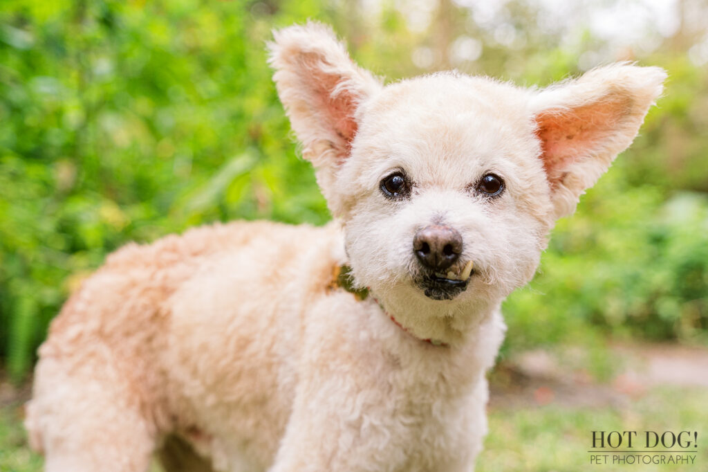 Peaceful senior dog portrait outdoors in Orlando.
