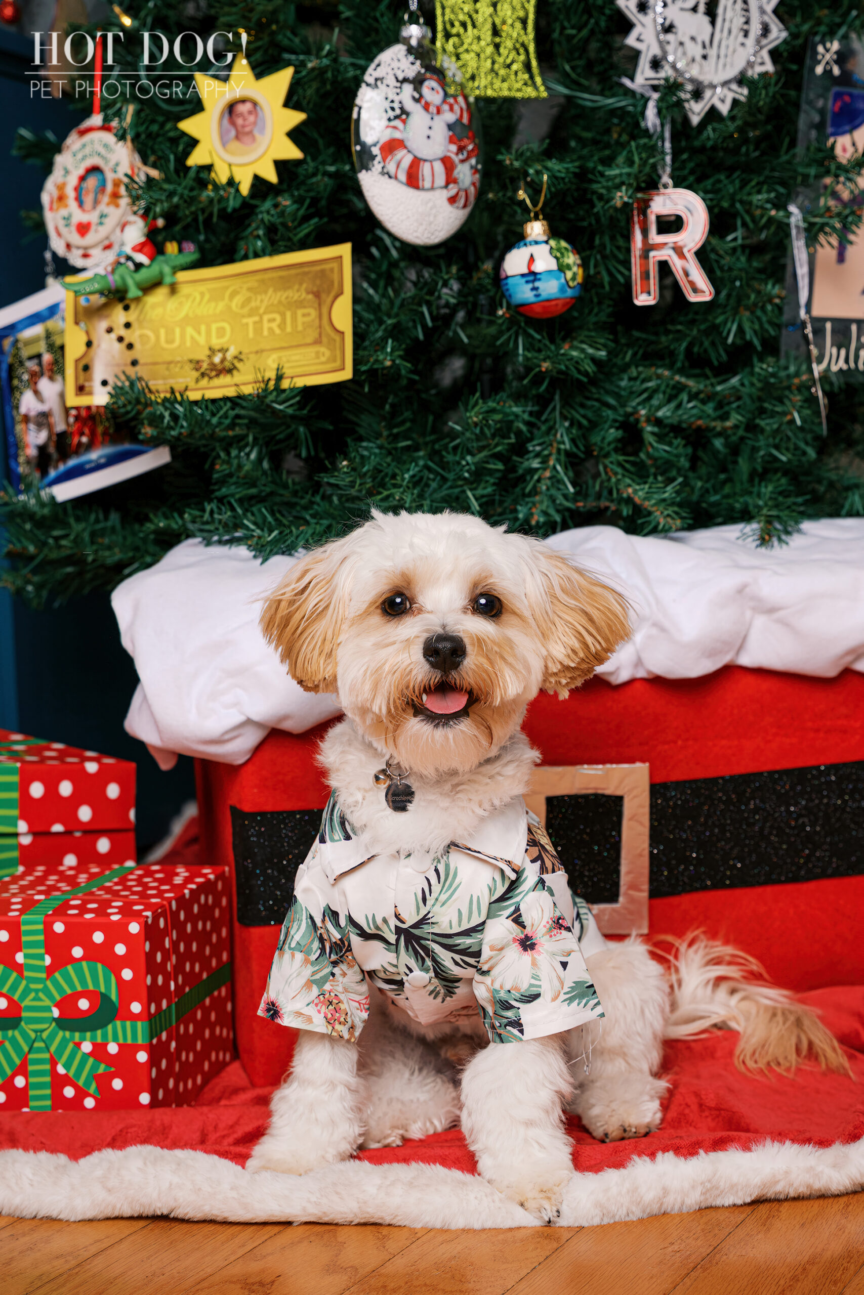 Milo the Maltipoo sitting in front of a decorated Christmas tree and holiday gifts, wearing a tropical shirt.