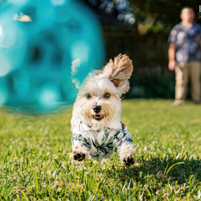Milo’s First Christmas | Joyful Orlando Pet Photo Session at Home