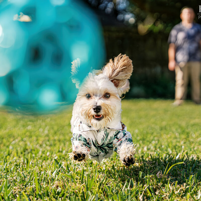 Milo’s First Christmas | Joyful Orlando Pet Photo Session at Home