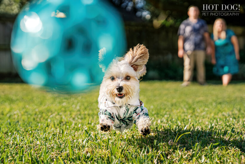 Action shot of Milo running in the yard toward the camera with a teal ball behind him and his family cheering in the background.