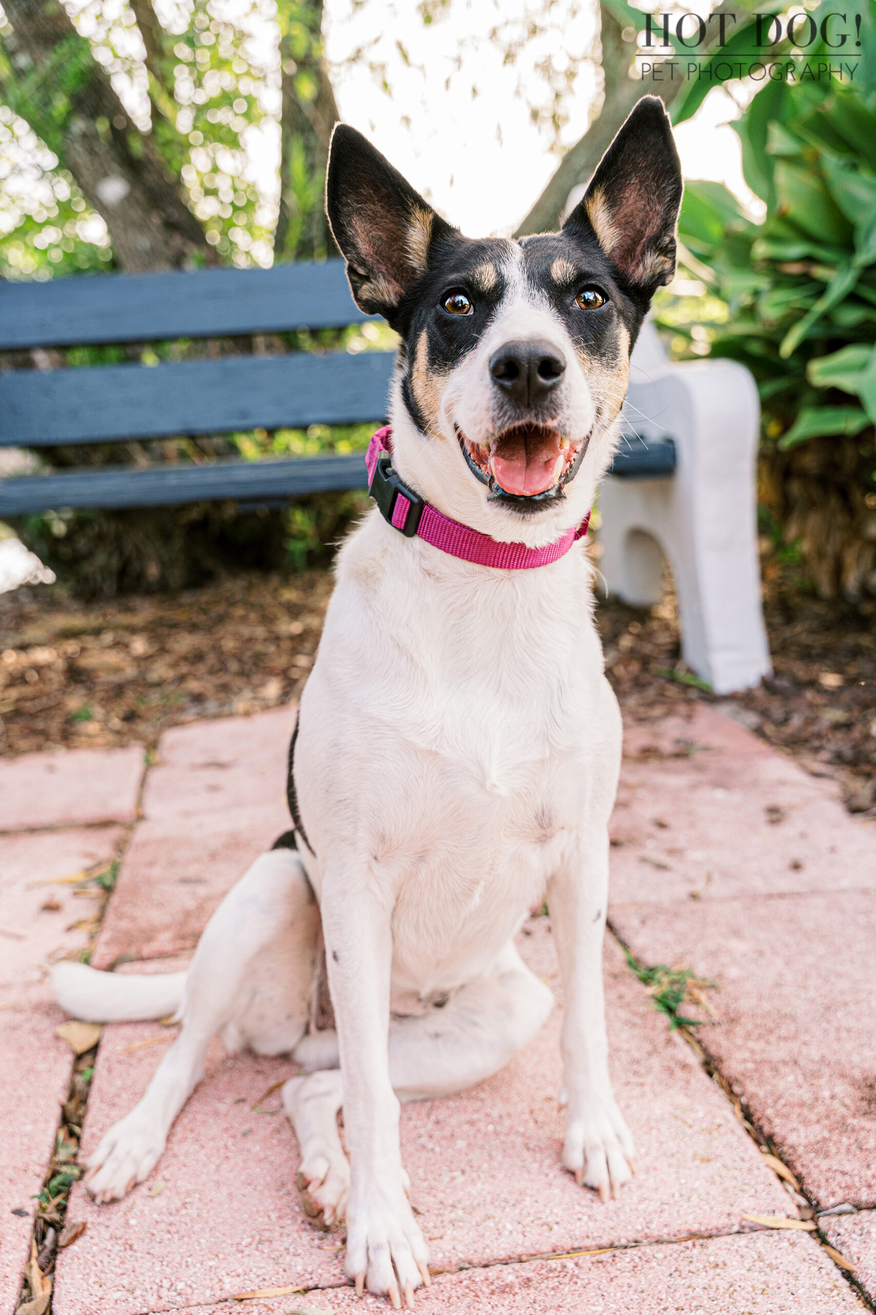 Orlando Pet Photography for Rescue Pets: Give miracle dogs like Miracle a voice! Choose Hot Dog! Pet Photography to capture the beauty of rescue pet adoption.