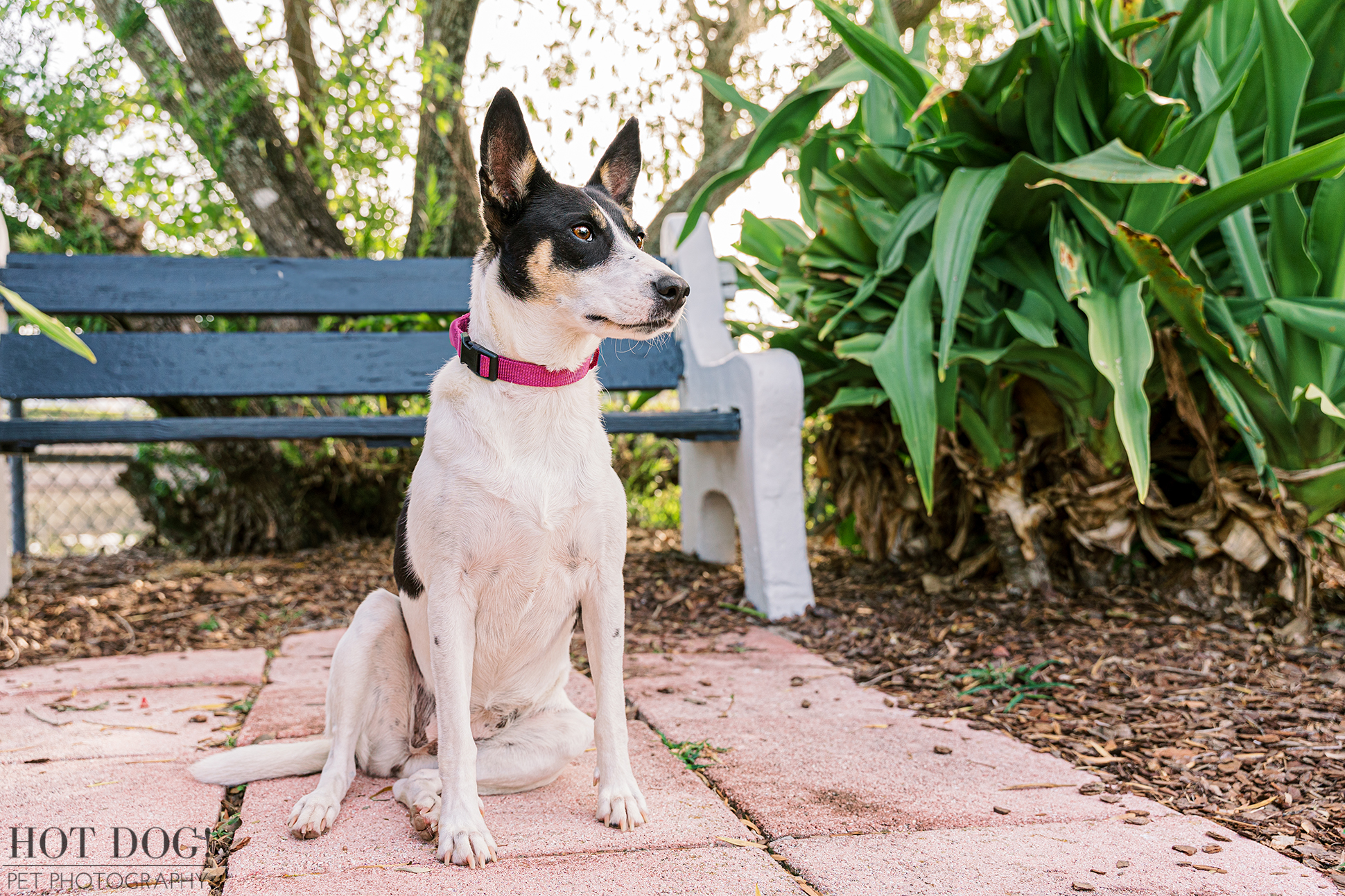Rat Terrier Mix Rescue Makeover: Orlando pet photographer Hot Dog! Pet Photography documents the remarkable transformation of Miracle, the once-sheltered rat terrier mix, into a radiant family pup.