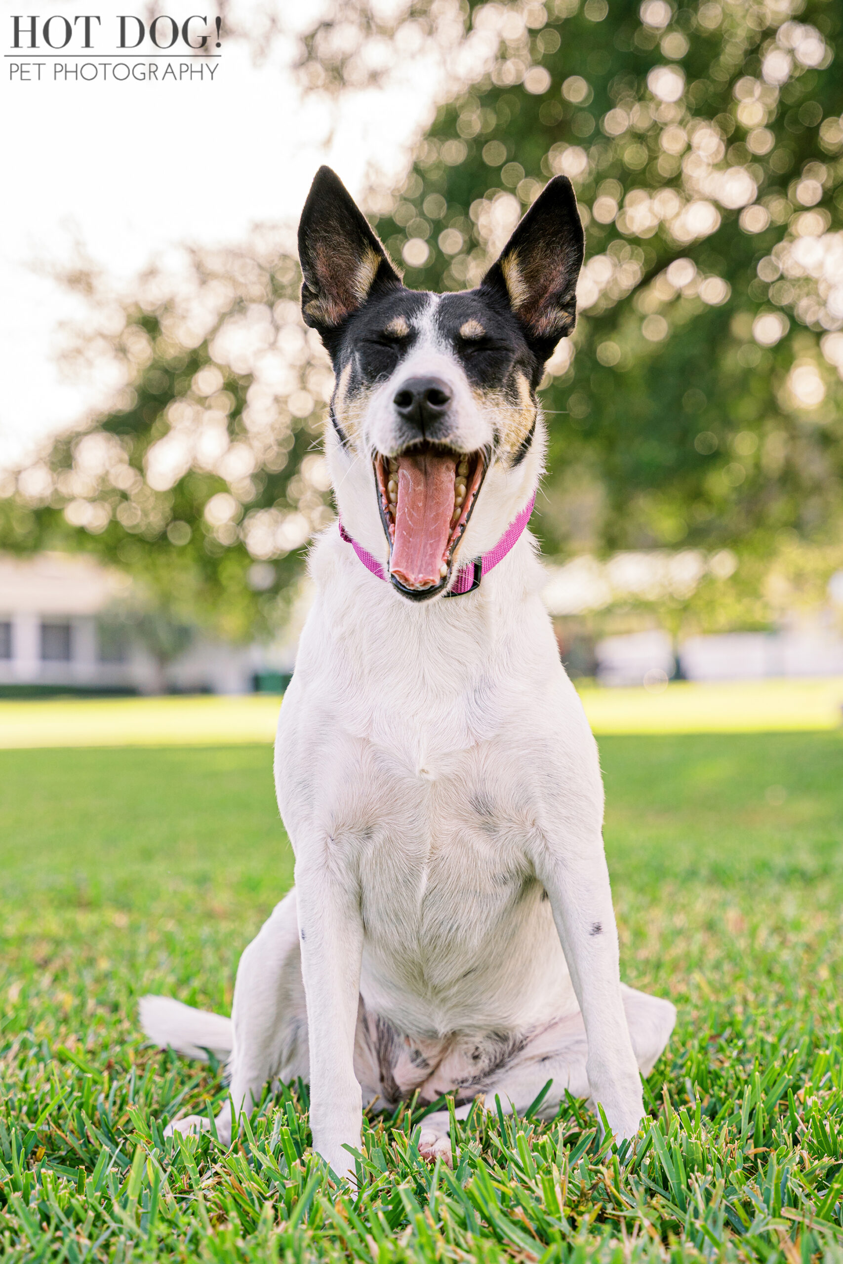 Adopting Love, One Wag at a Time: Hot Dog! Pet Photography inspires Orlando pet lovers to consider rescue through Miracle, the adoptable rat terrier mix's heartwarming story.