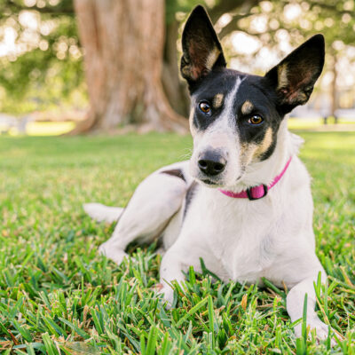 Miracle the Rat Terrier Mix | Winter Garden Pet Photography