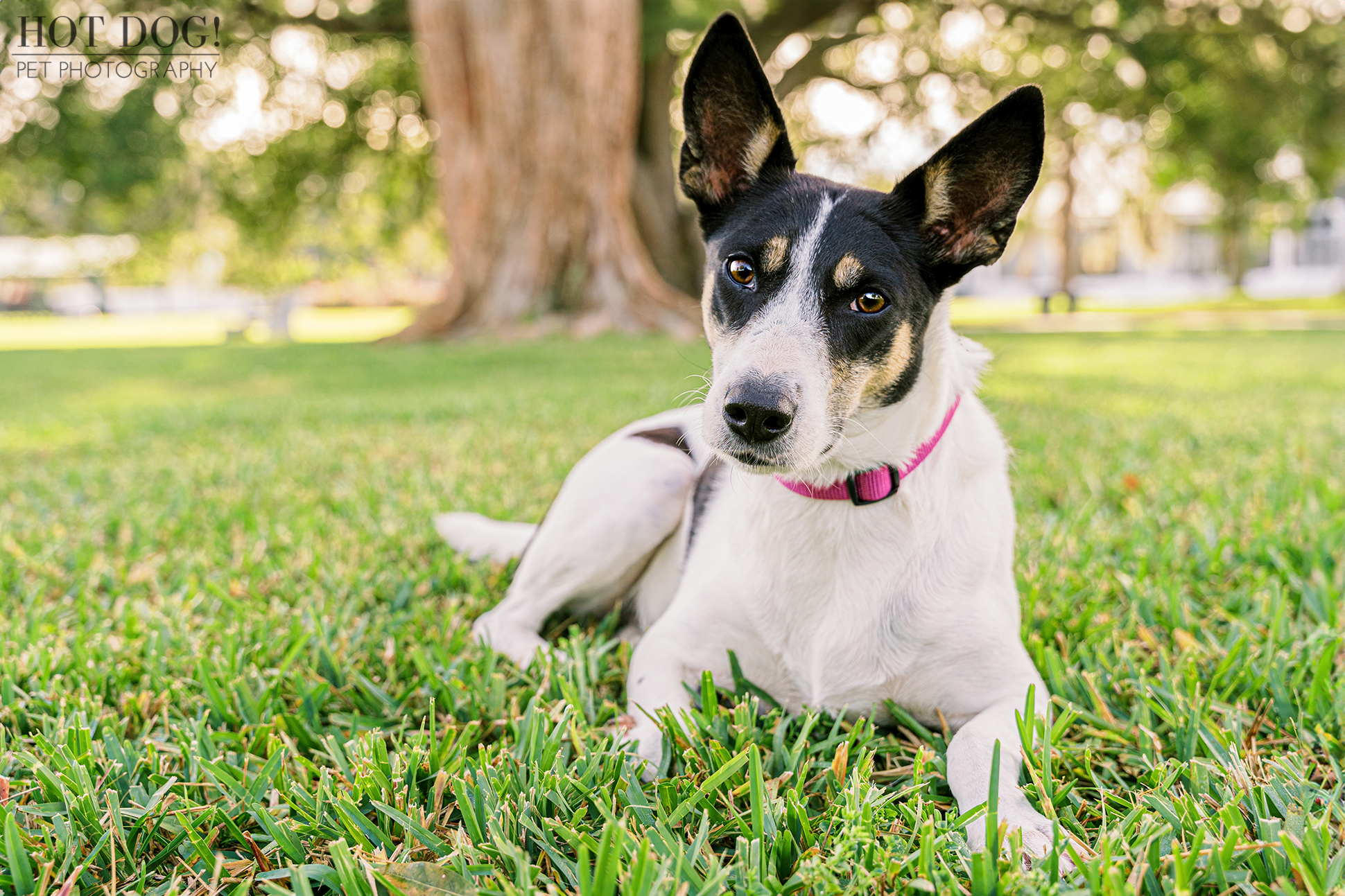 Orlando Dog Photography with a Heart: Choose Hot Dog! Pet Photography to celebrate rescue pet adoption stories like Miracle, the joyful rat terrier mix.