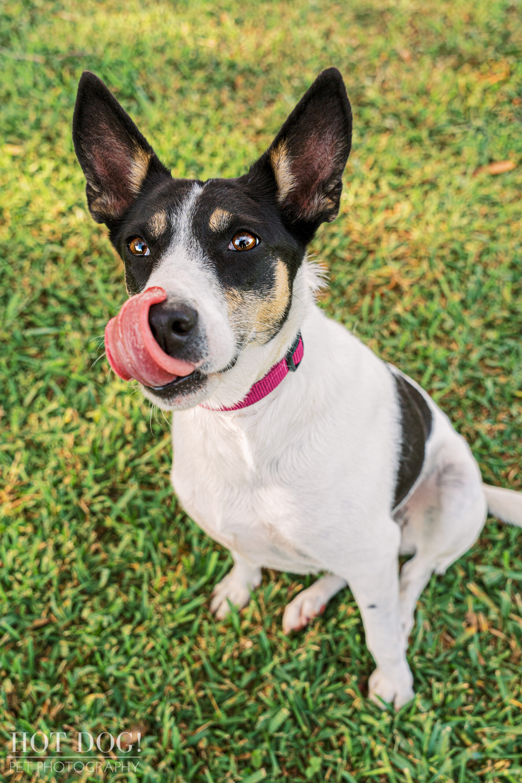 Orlando Pet Photography for Every Tail: From playful pups like Miracle to majestic mutts, Hot Dog! Pet Photography captures the unique charm of all rescue animals.