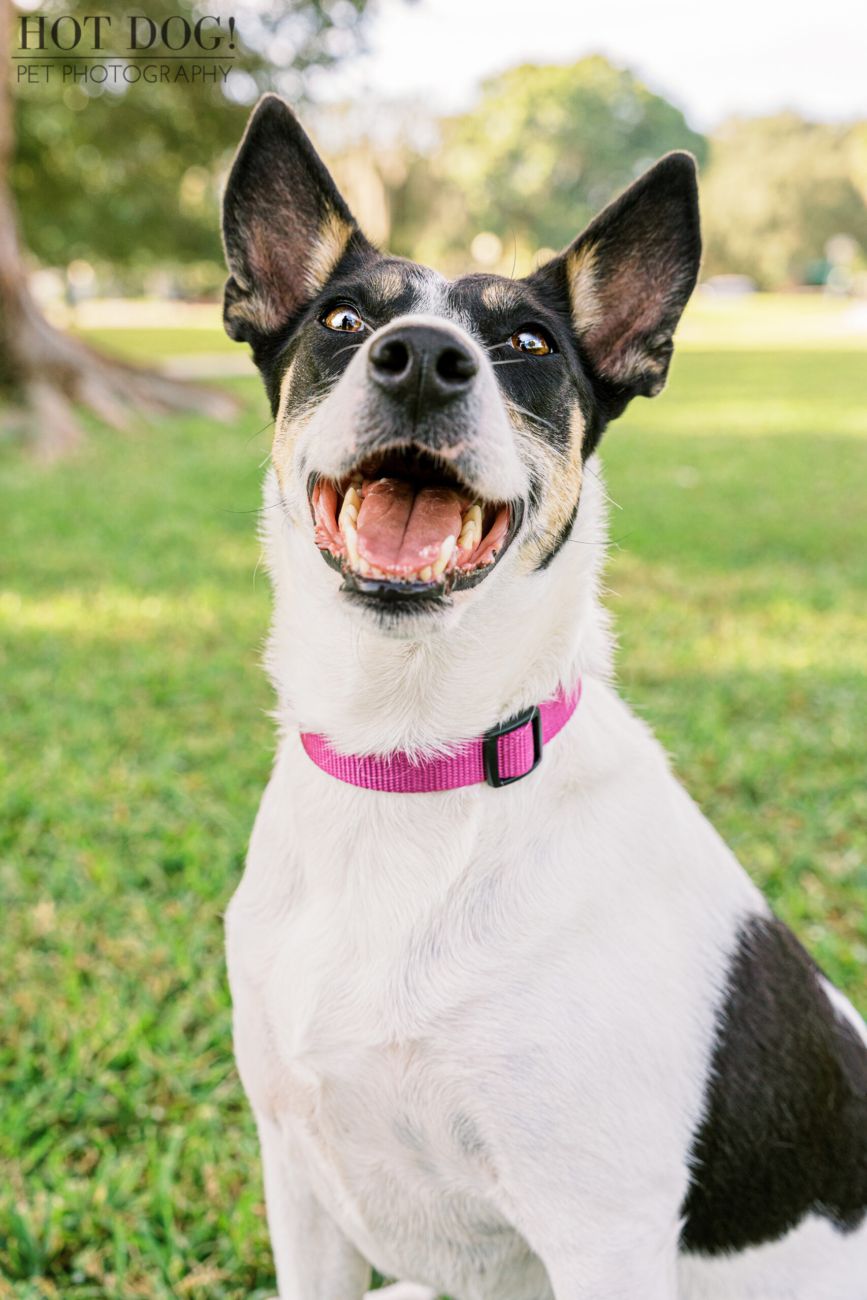 Miracle's Orlando Pet Photography Adventure: Follow along as Hot Dog! Pet Photography documents Miracle's journey from rescue to forever home, inspiring Orlando pet lovers.