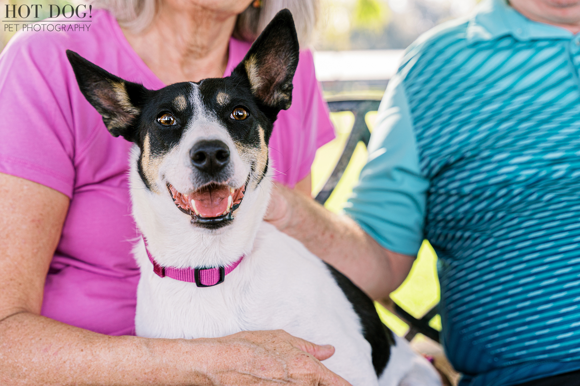 Family Forever: A heartwarming portrait of rescued rat terrier mix Miracle nestled between her doting parents, their bond radiating in this Orlando pet photography session by Hot Dog! Pet Photography.