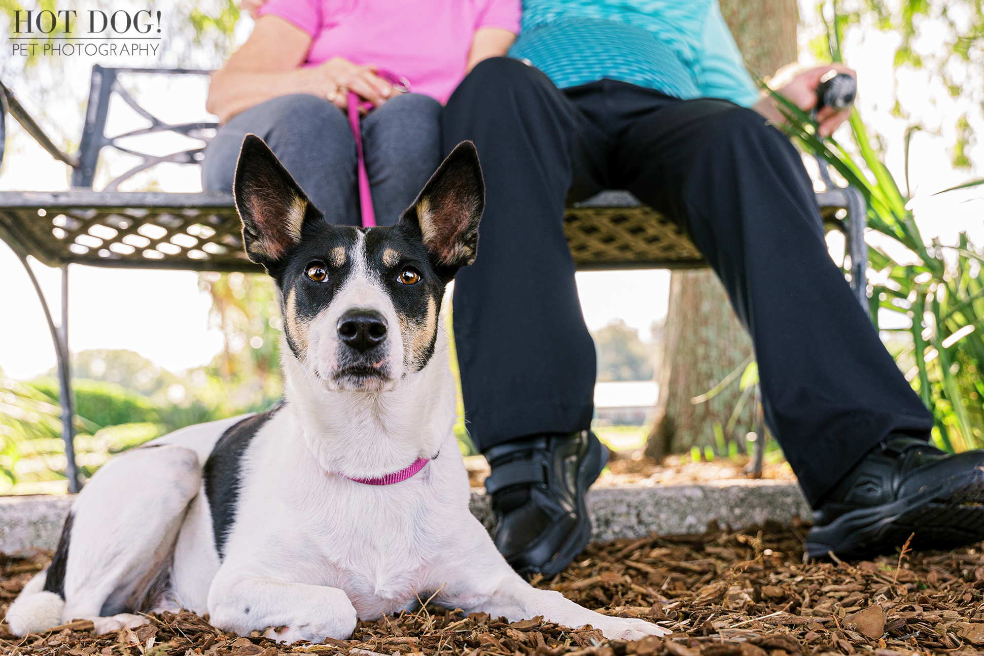 Tiny Paws, Big Hearts: Orlando pet photographer Hot Dog! Pet Photography captures the boundless love between Miracle, the rescued rat terrier mix, and her devoted adopted parents.