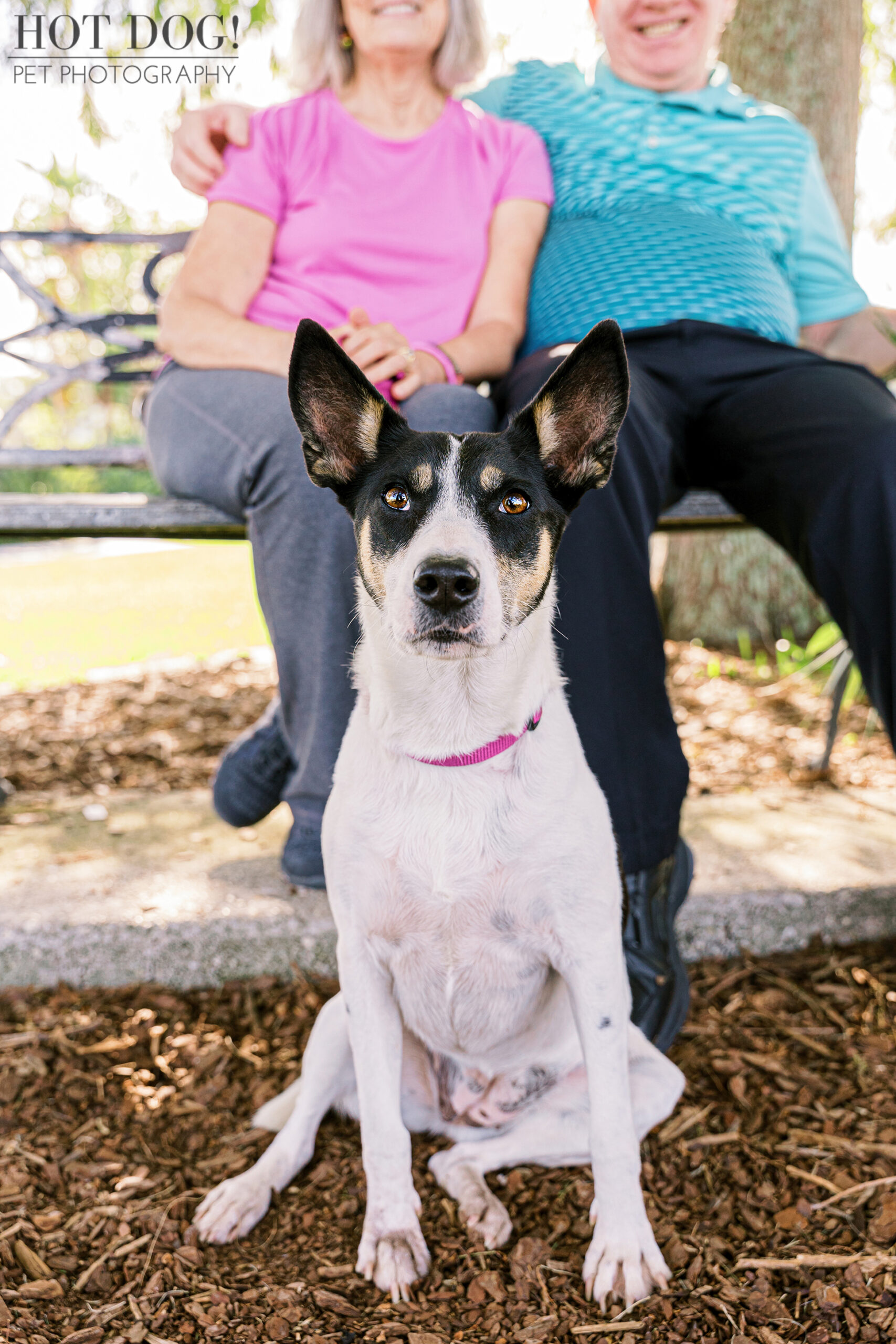 Hot Dog! Pet Photography is the best pet photography studio in the area, and they would love to capture the special moments between you and your furry friend.