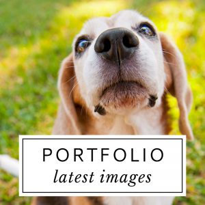 Hot Dog! Pet Photography Portfolio