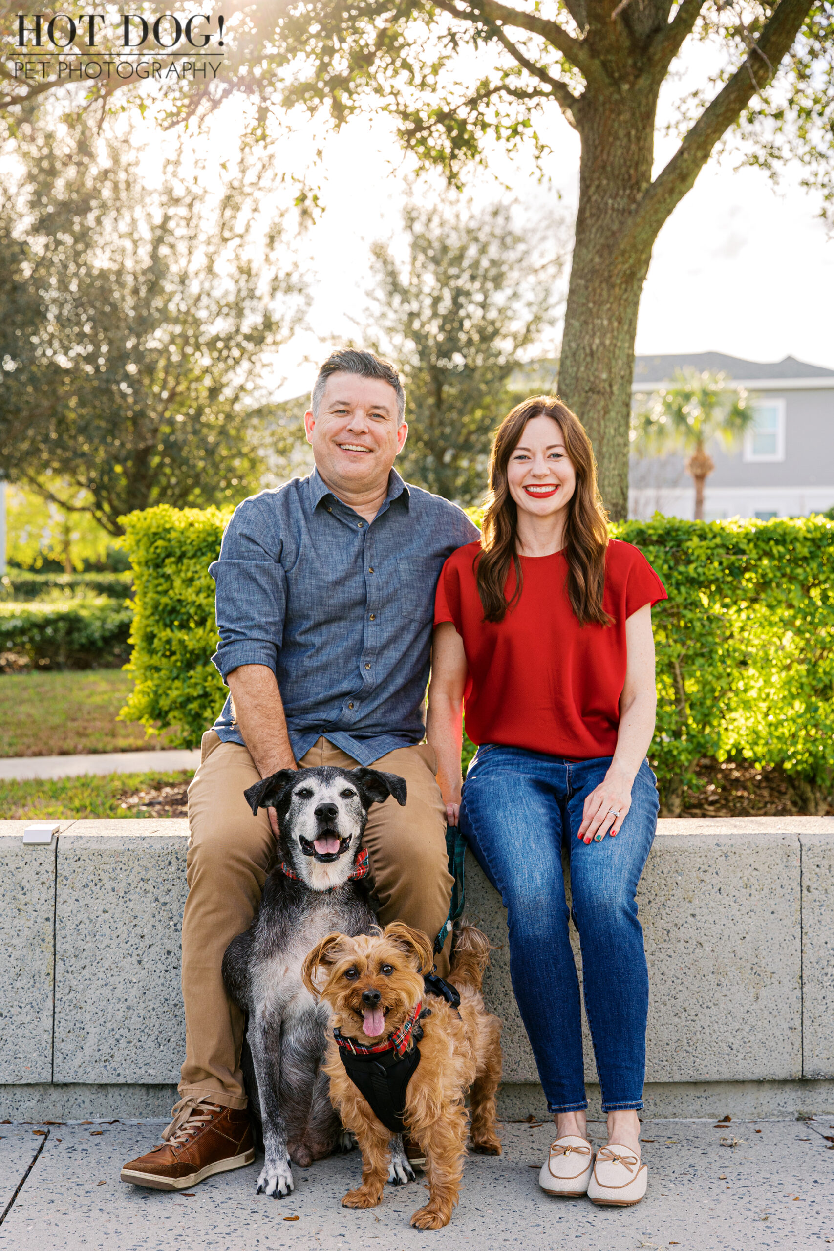 Couple sitting together on a concrete bench with their two dogs, a black and white lab mix and a small auburn terrier mix, during a holiday pet photography session.