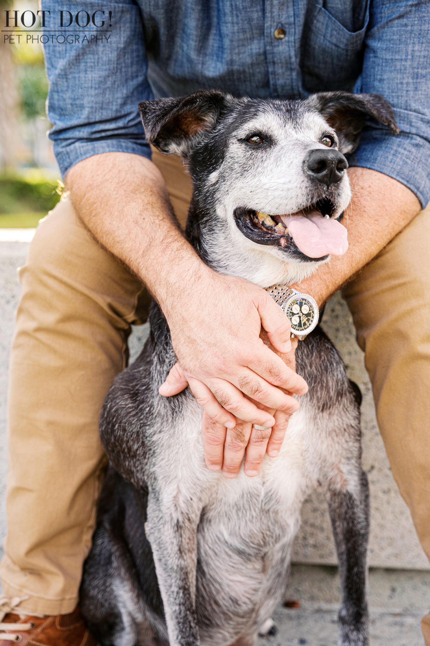 Close-up of a senior black and white lab mix sitting between his owner’s legs, relaxed and smiling during an outdoor pet photography session.