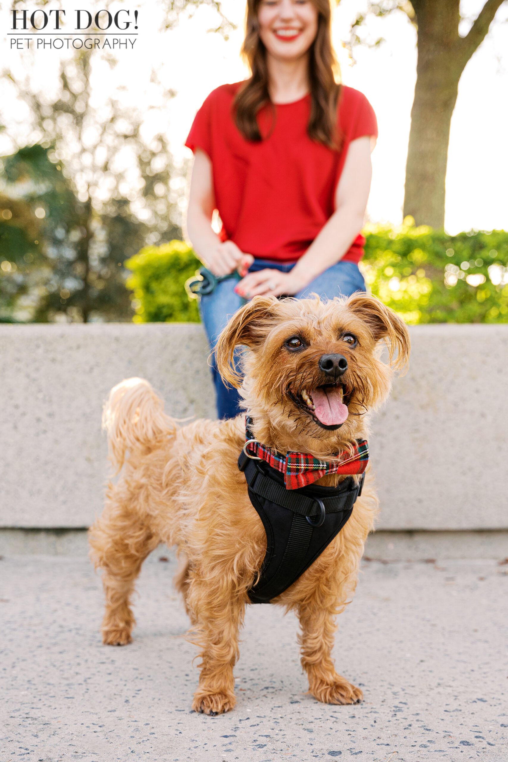Small auburn terrier mix standing in the foreground wearing a plaid holiday collar, with owner softly out of focus behind during an outdoor pet session.