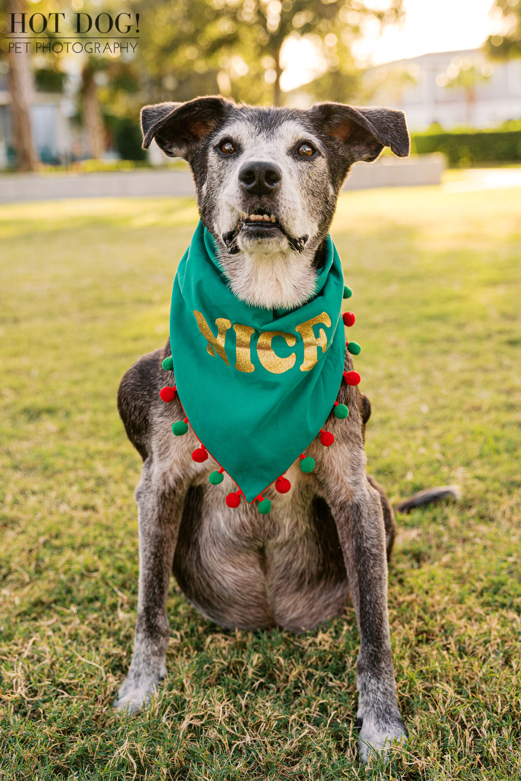 Senior black and white lab mix sitting on grass wearing a green “Nice” holiday bandana, photographed outdoors in warm light.