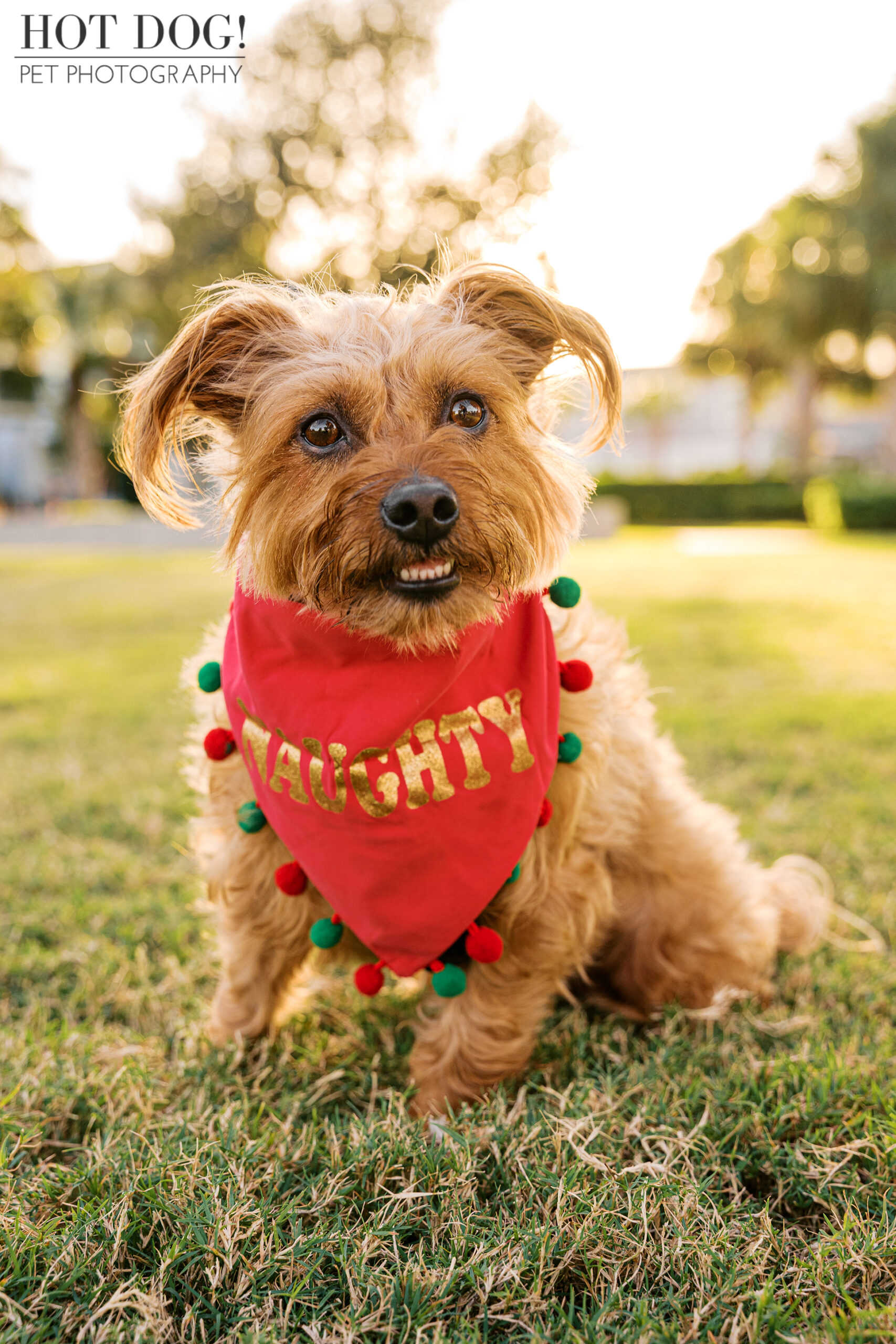 Small auburn terrier mix sitting on grass wearing a red “Naughty” holiday bandana, photographed in warm evening light.