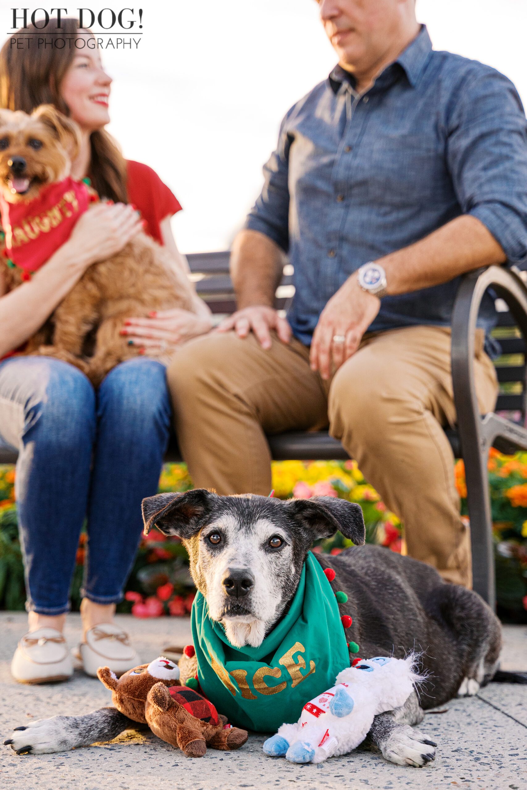 Senior black and white lab mix lying on the ground wearing a green “Nice” holiday bandana with plush toys, while owners sit on a bench behind.
