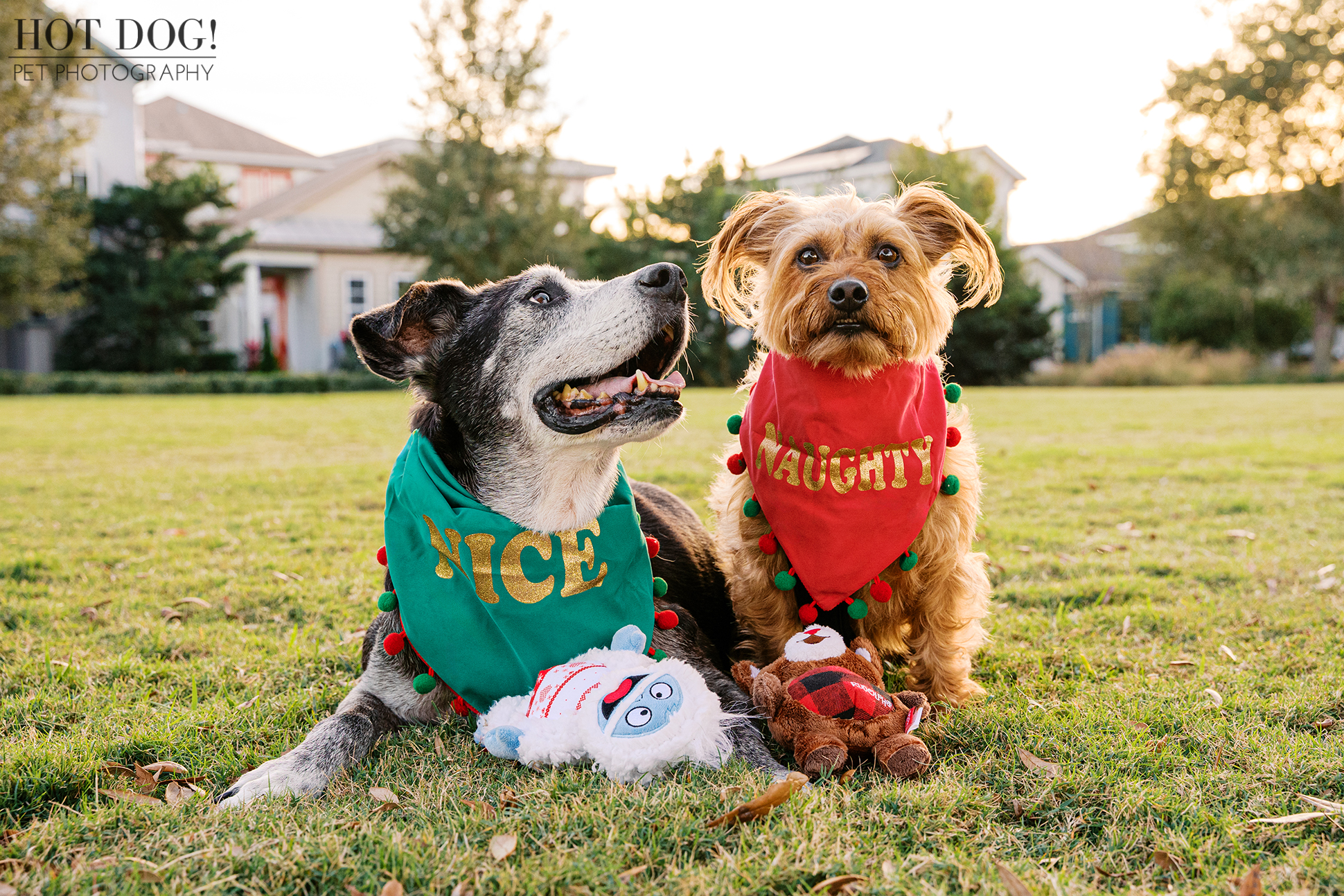 Both dogs sitting side by side on grass wearing “Nice” and “Naughty” holiday bandanas, photographed during a festive outdoor session.
