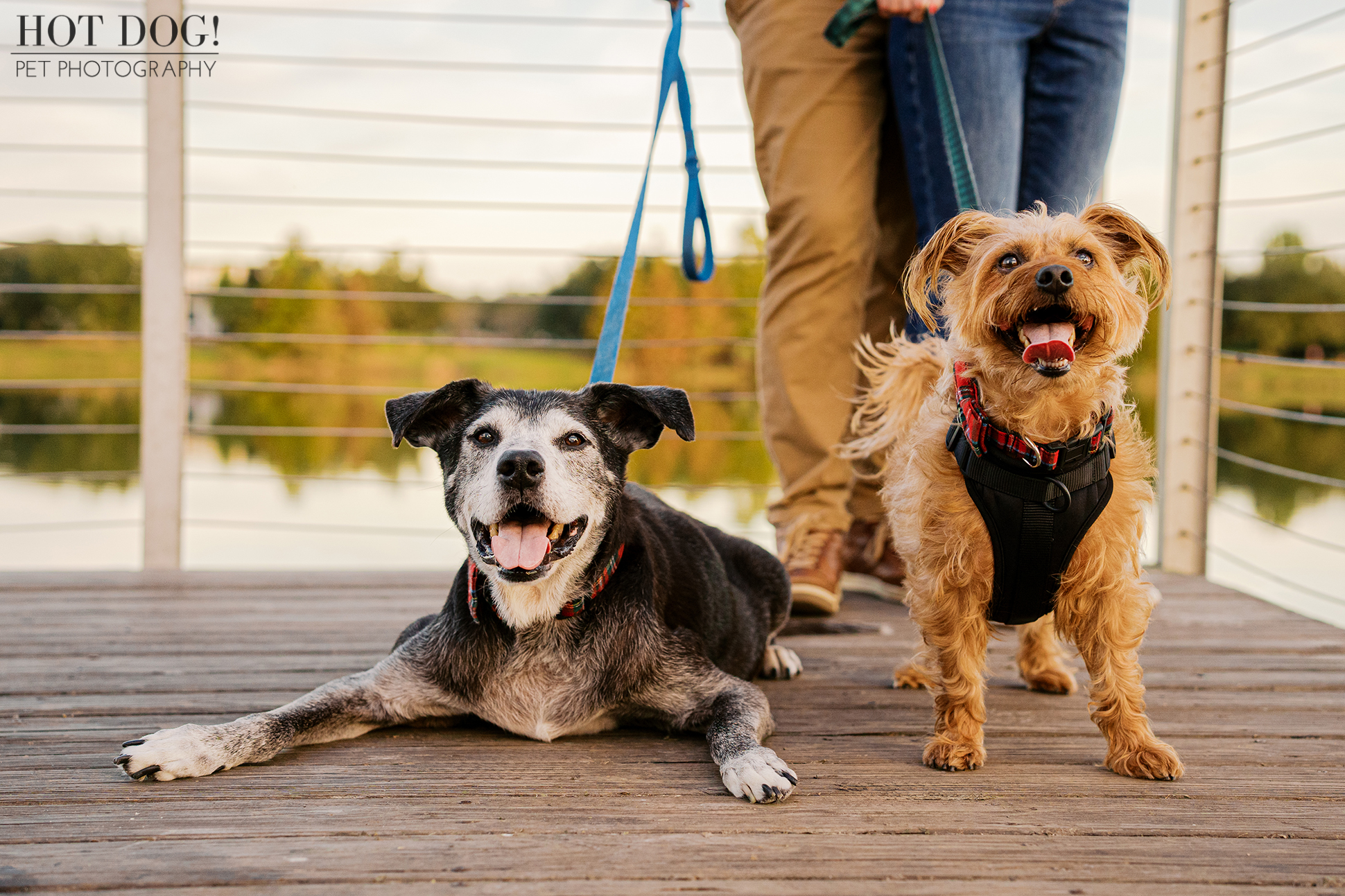 Senior black and white lab mix and small auburn terrier mix standing on a wooden bridge, both looking alert during a holiday photo session.