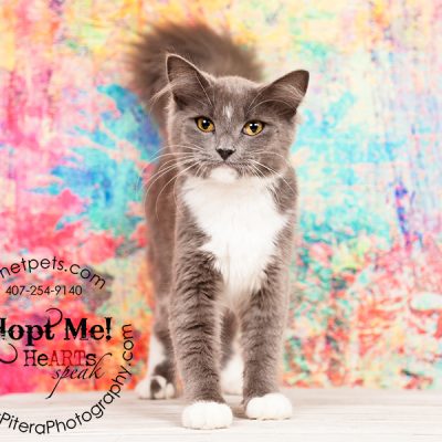Adoptable Cats | 6 Months and Older are Free!
