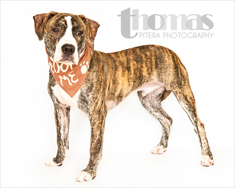 Orange County Animal Services Rescue Portraits | Orlando ...