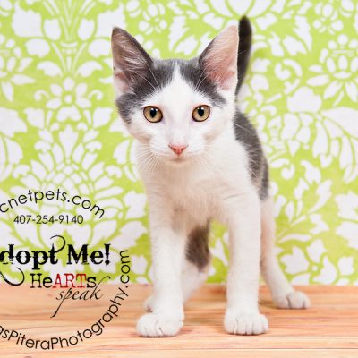 Adoptable Cats | Military Families Adopt for Free