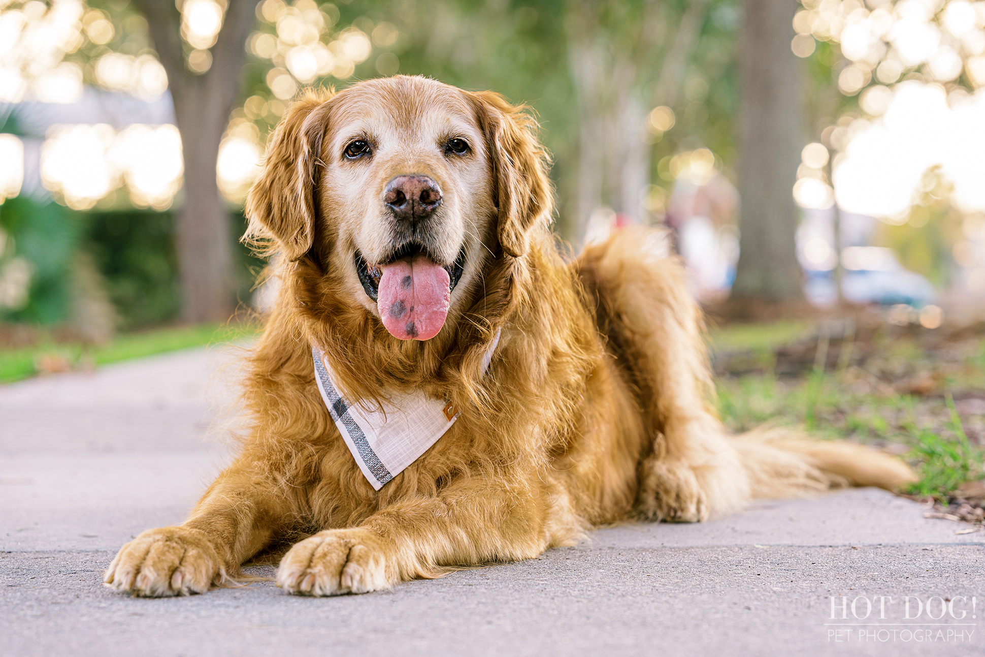 Senior Dog Photography: Embrace the golden years with Hot Dog! Pet Photography, capturing the wisdom and joy of senior golden retriever Osho in charming Celebration, Florida.