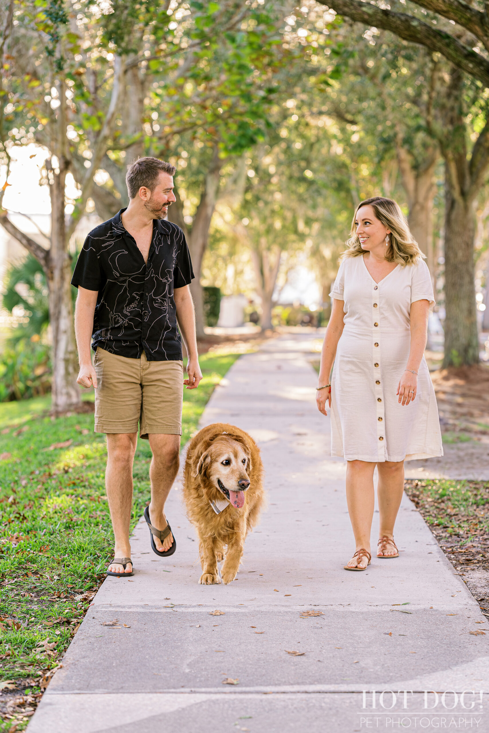 Downtown Dog Tales: Osho, the wise and regal golden retriever, strolls through the vibrant streets of Celebration, Florida, his love for his parents shining through. (Photo by Hot Dog! Pet Photography)