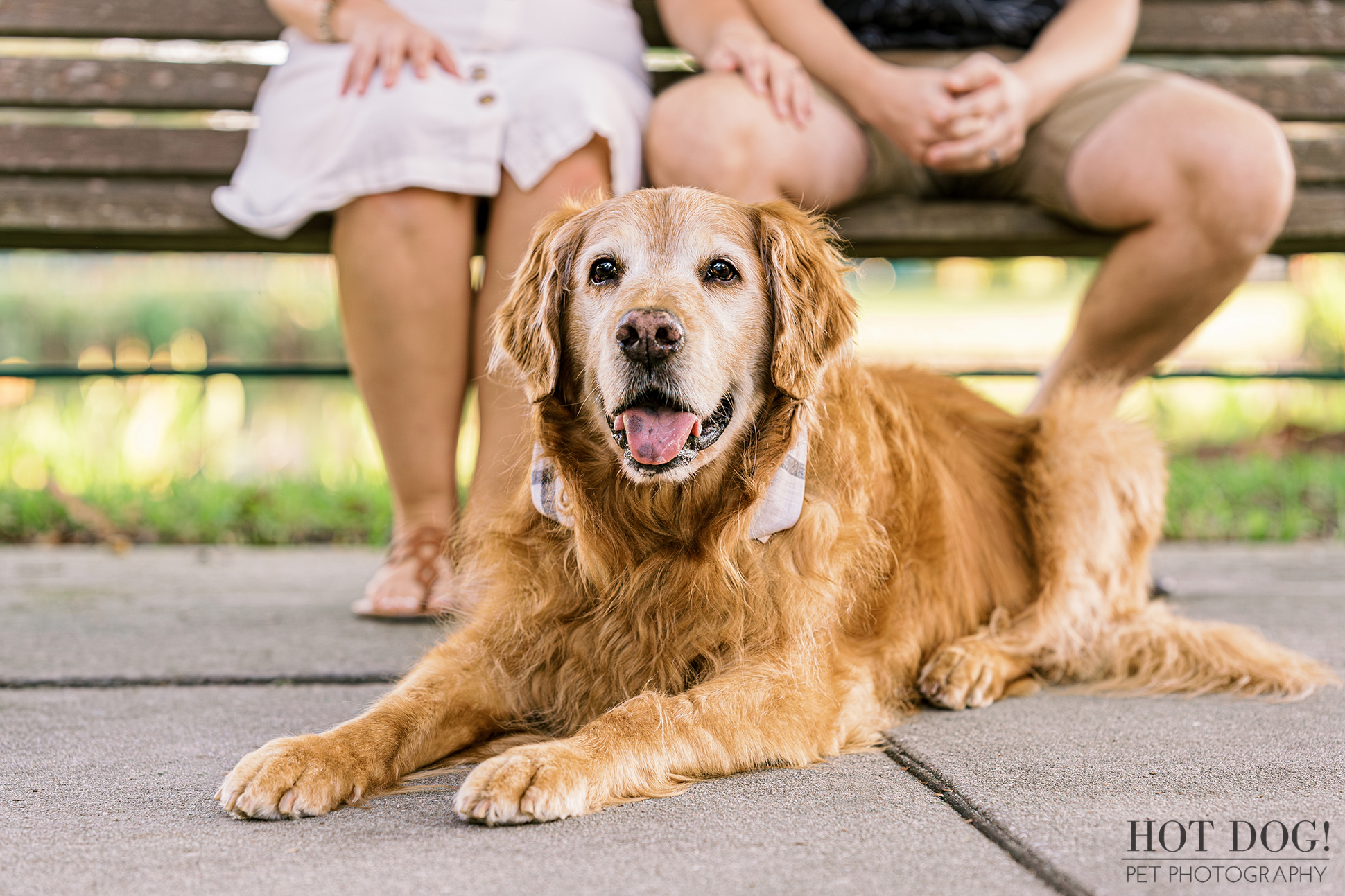Celebration of Paws and Patio: Osho, the senior golden retriever, relaxes on a sidewalk in Celebration, Florida, soaking up the sun and enjoying the sights and sounds with his human companions. (Photo by Hot Dog! Pet Photography)