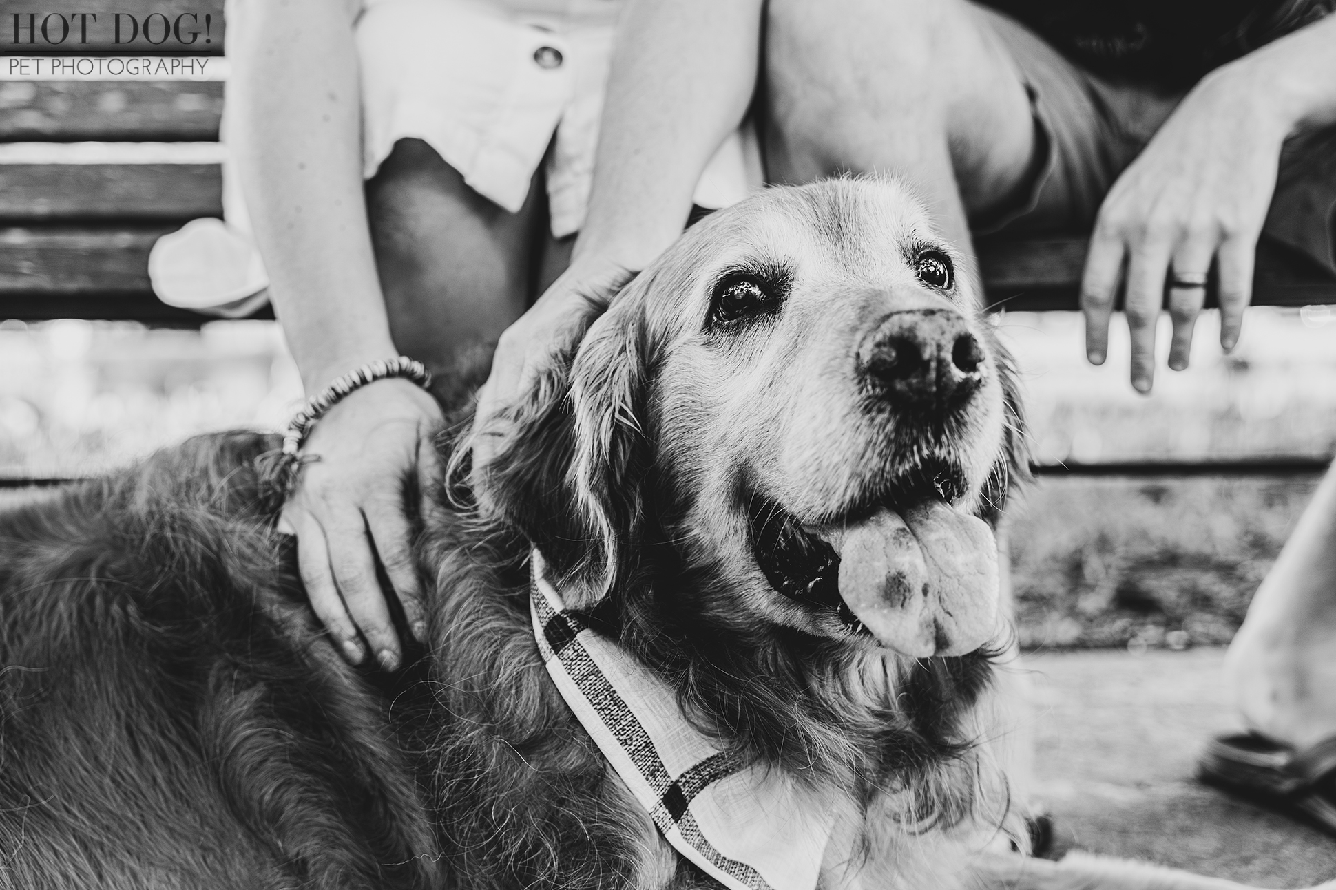 Tails of Celebration: With wagging tails and eyes full of love, senior golden retriever Osho and his family weave a heartwarming story in the heart of Celebration, Florida. (Photo by Hot Dog! Pet Photography)