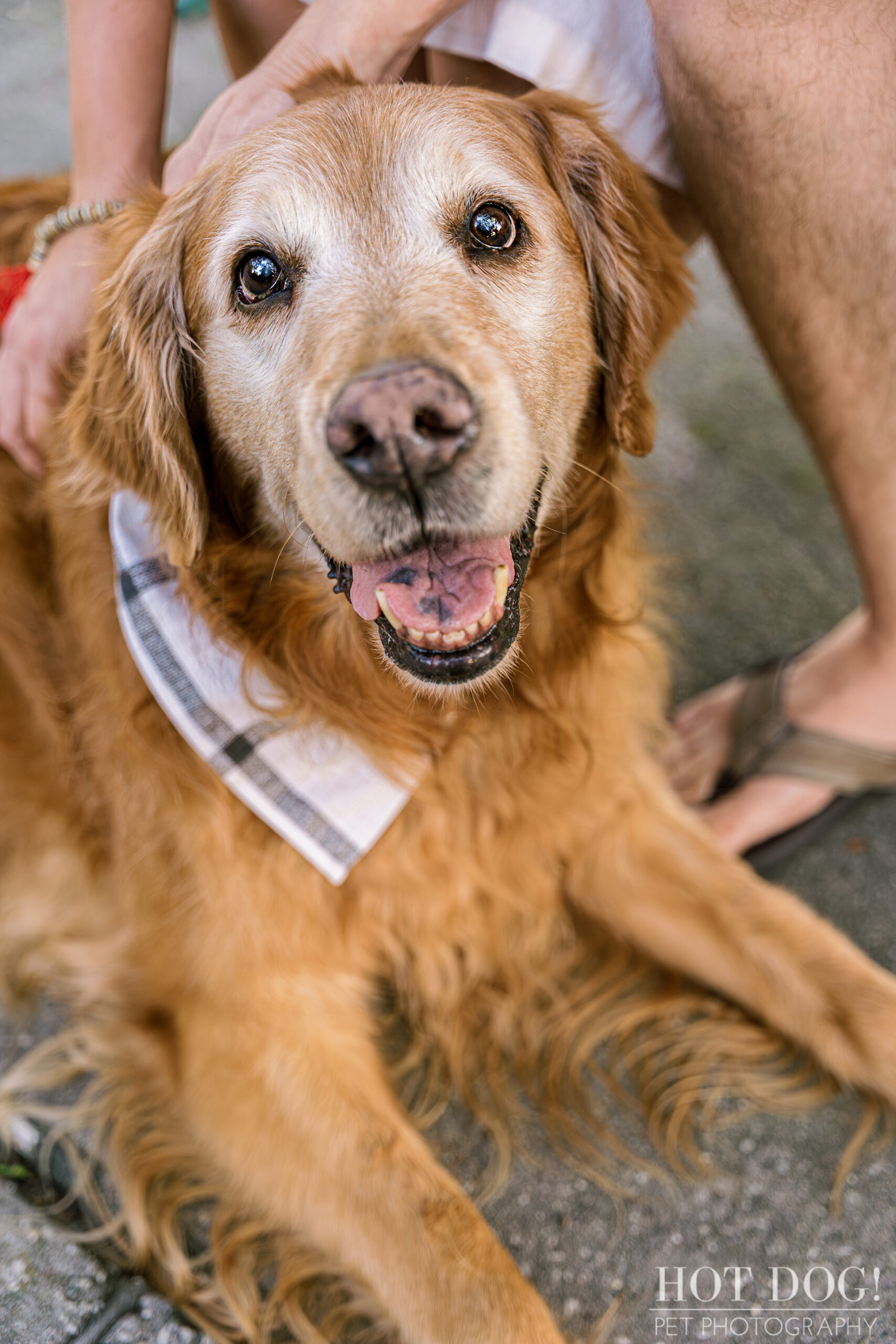 Time Stands Still: Amidst the bustling Celebration Town Square, a timeless bond shines through as senior golden retriever Osho and his parents bask in a moment of pure love. (Photo by Hot Dog! Pet Photography)