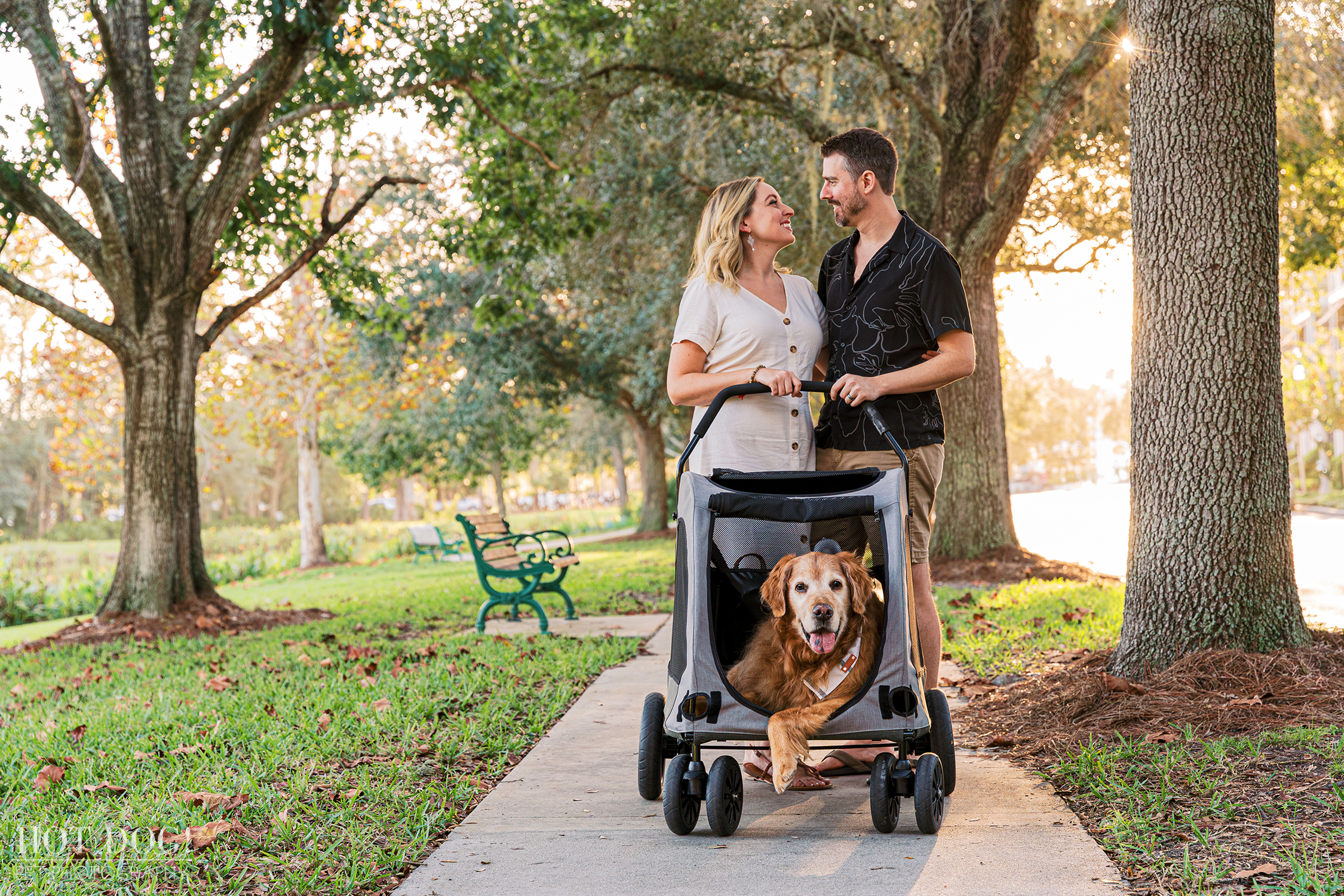 Celebration of Life: Senior golden retriever Osho's golden fur glistens under the Florida sun as he shares a heartwarming moment with his parents in Celebration Town Square. (Photo by Hot Dog! Pet Photography)