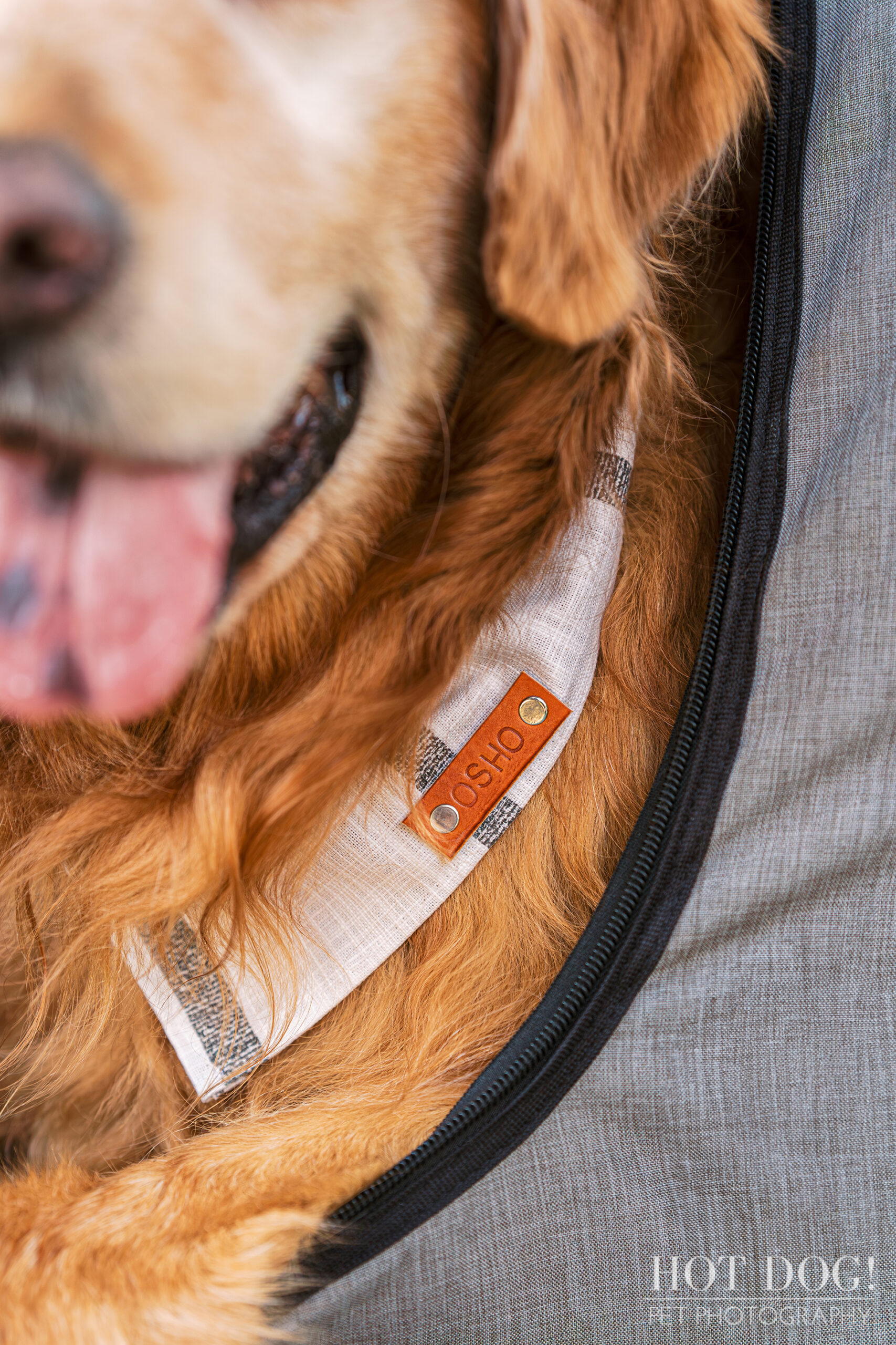 A closeup of Osho's personalized doggy bandana. (Photo by Hot Dog! Pet Photography)