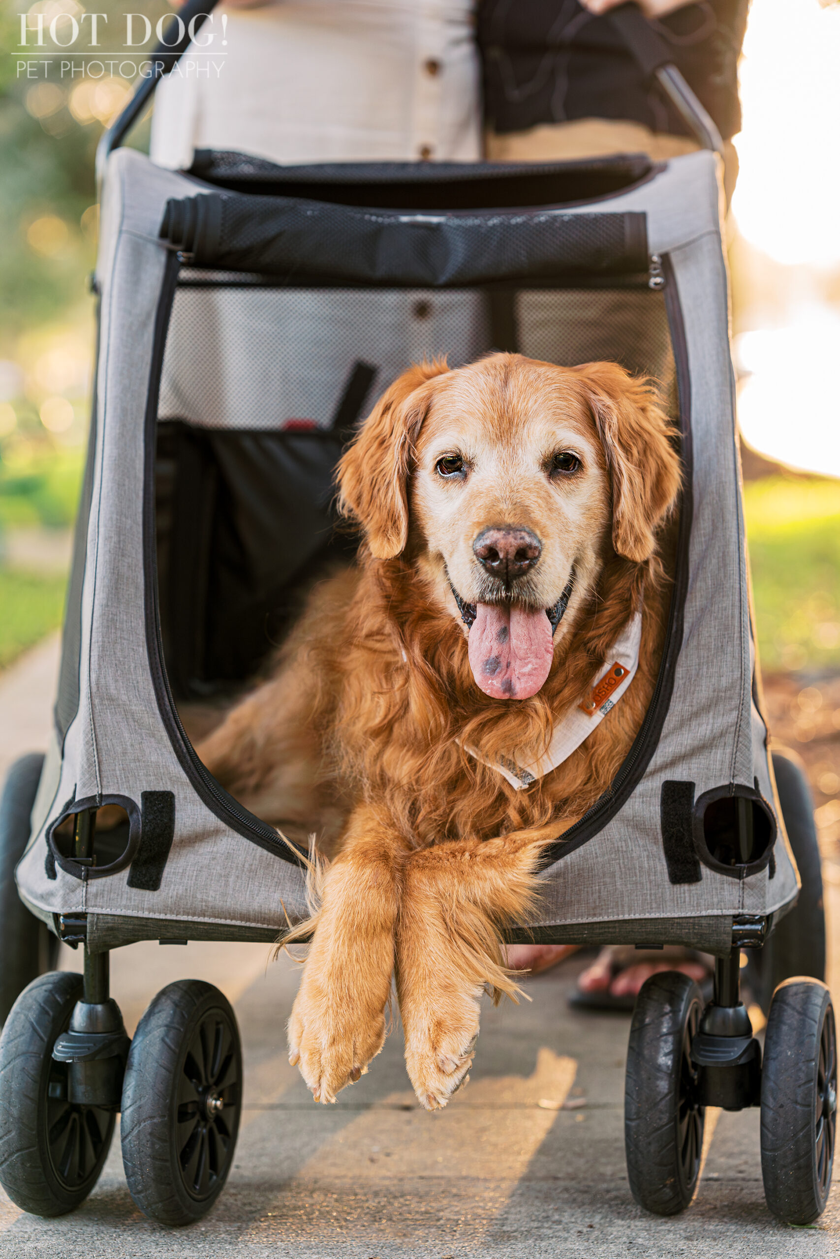 Paws on the Pavement: Osho, the senior golden retriever, explores the streets of Celebration, Florida, in his favorite doggy stroller. (Photo by Hot Dog! Pet Photography)