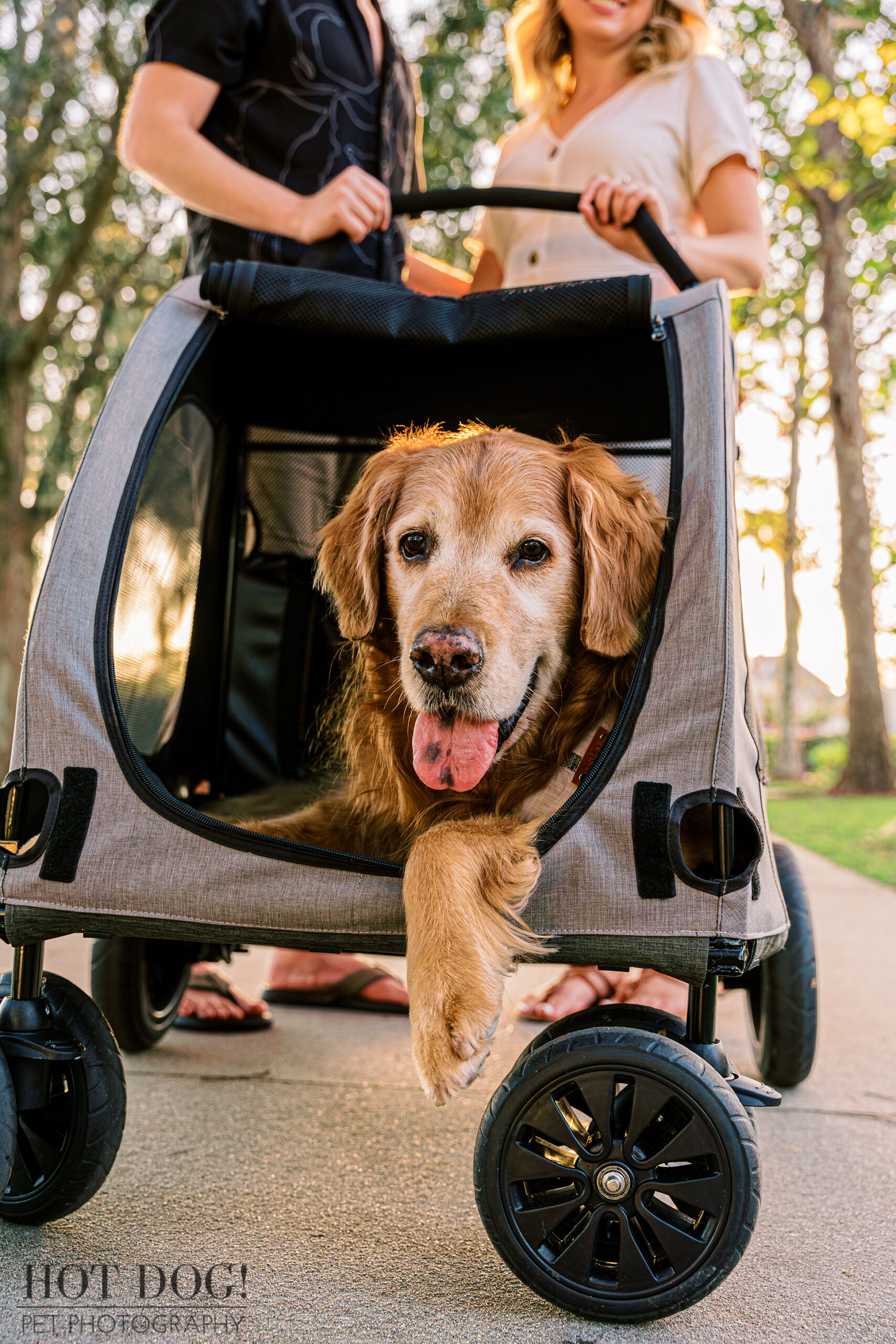 Golden Sunset Stroll: Osho, the senior golden retriever, enjoys a peaceful evening walk in his stroller with his parents, their silhouettes painting a heartwarming picture against the setting sun in Celebration, Florida. (Photo by Hot Dog! Pet Photography)