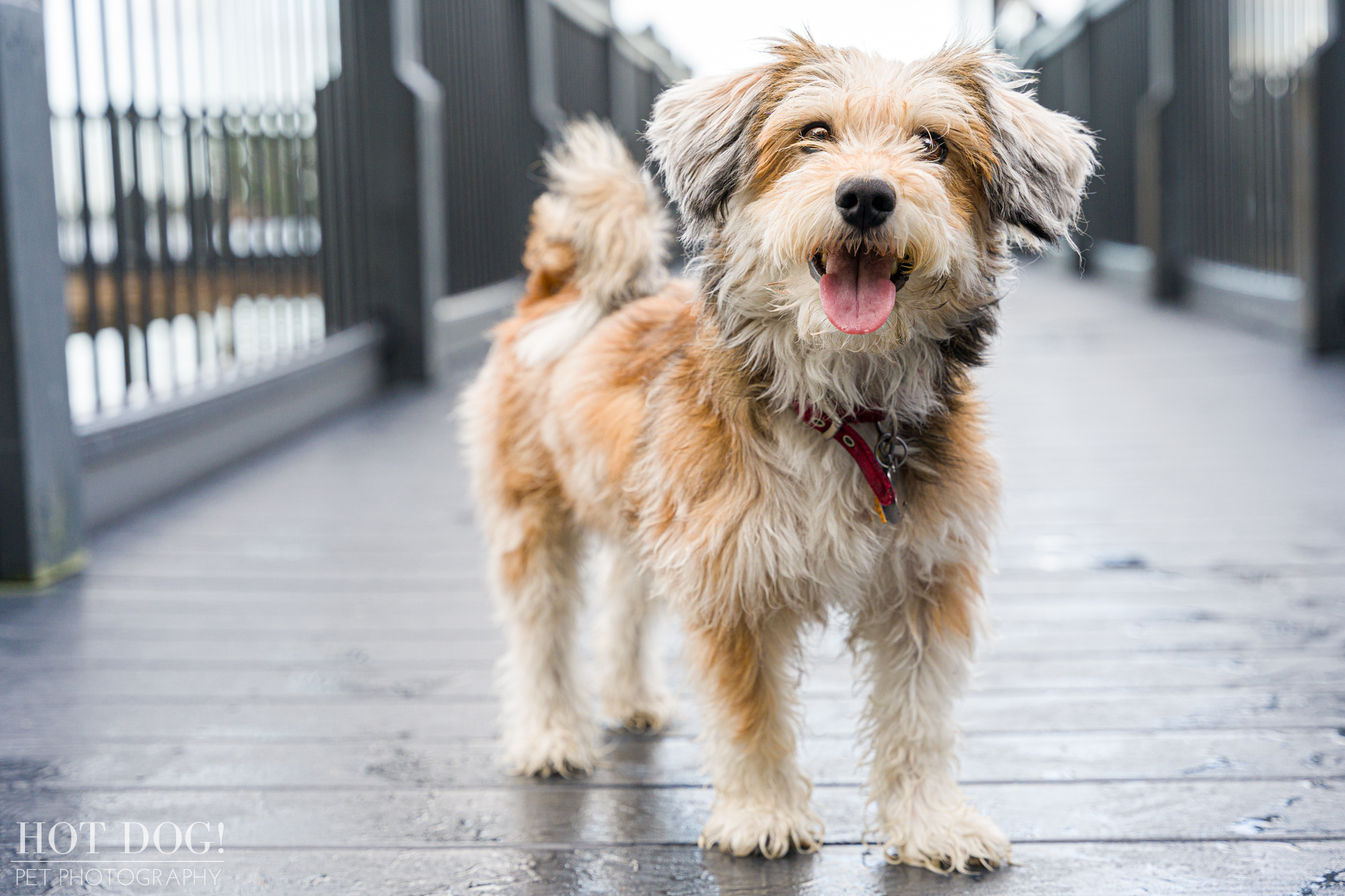 Adorable terrier mix named Otto posing for a professional pet photo session with Hot Dog! Pet Photography.