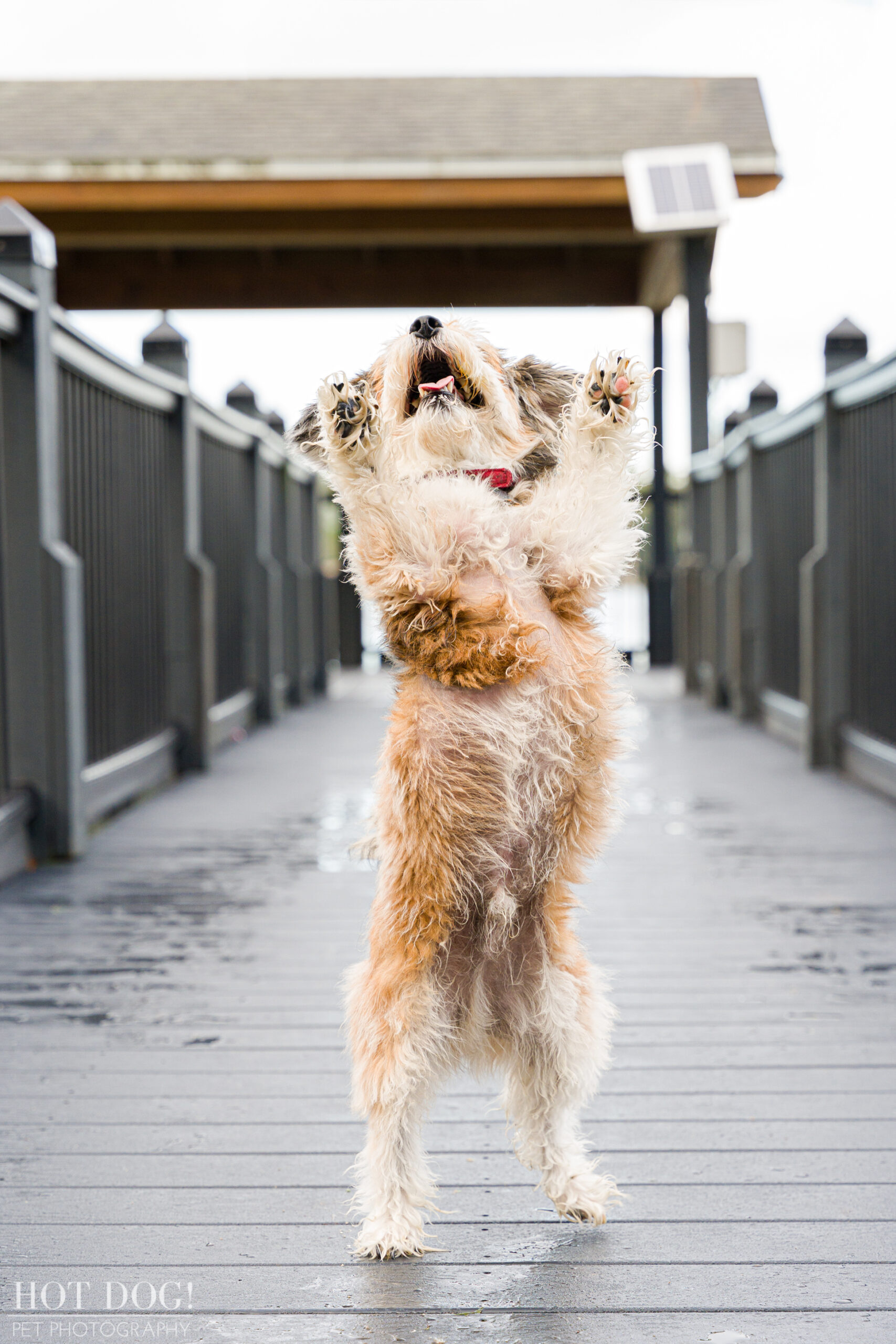 Pet photographer Hot Dog! Pet Photography captures the adorable personality of terrier mix Otto in this professional photo session.