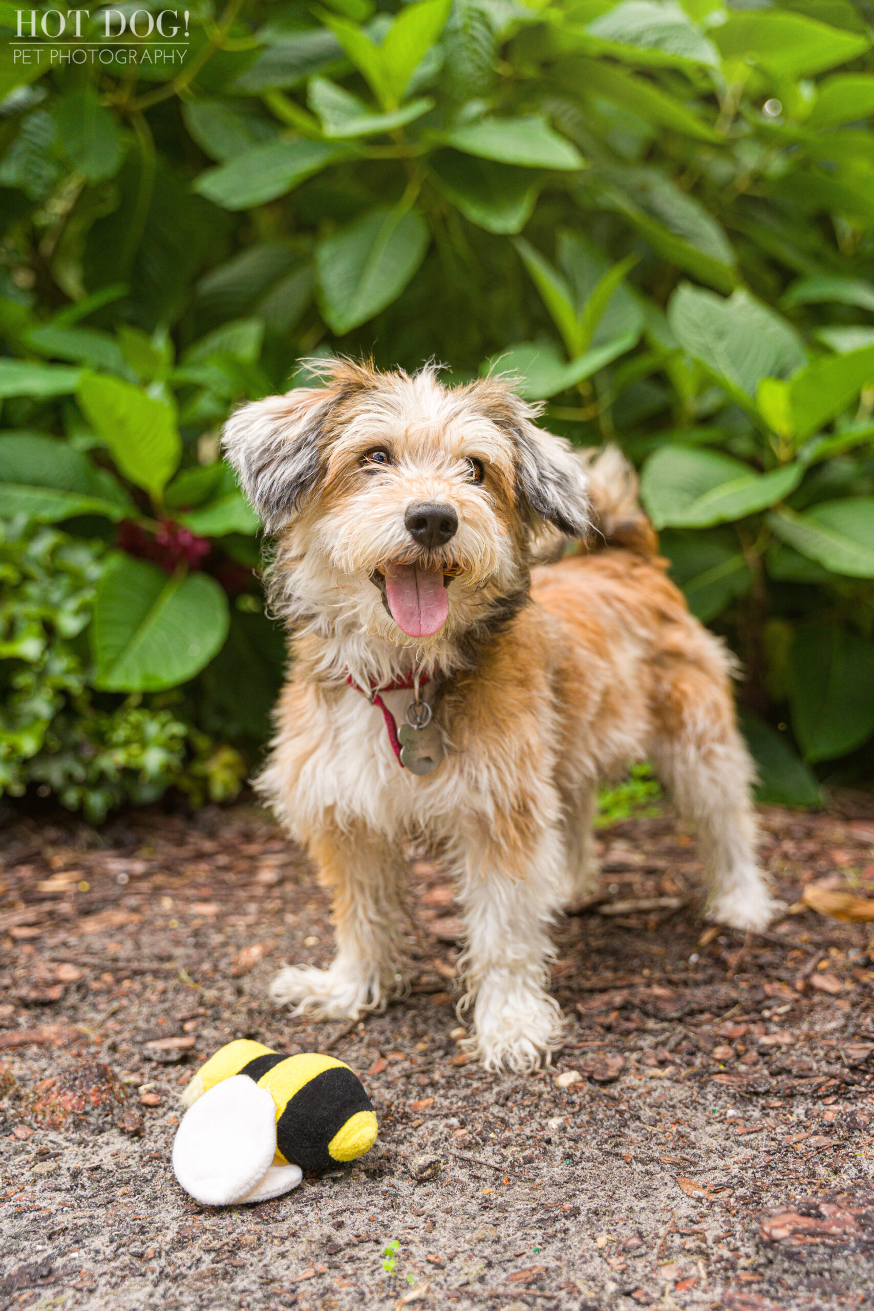 Terrier mix Otto looking cute and cuddly in his professional pet photo session with Hot Dog! Pet Photography.