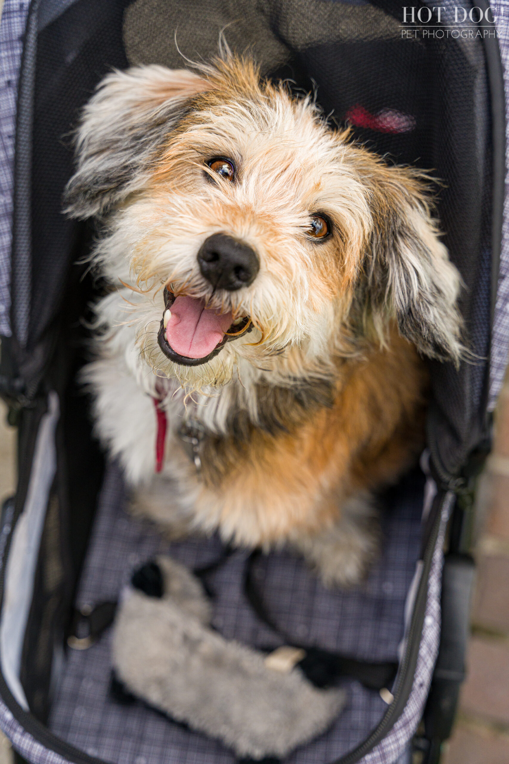 Hot Dog! Pet Photography creates stunning photos of terrier mix Otto in this end of life professional pet photo session.