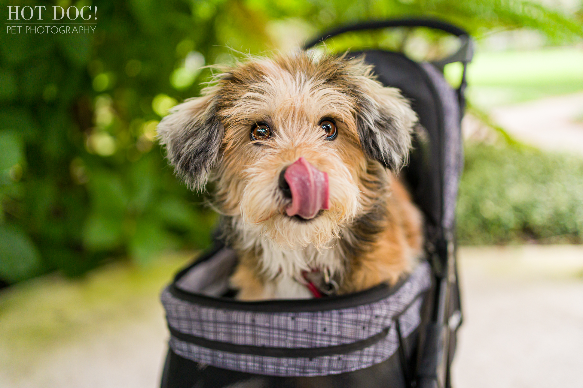 Adorable terrier mix named Otto posing for a professional pet photo session with Hot Dog! Pet Photography.