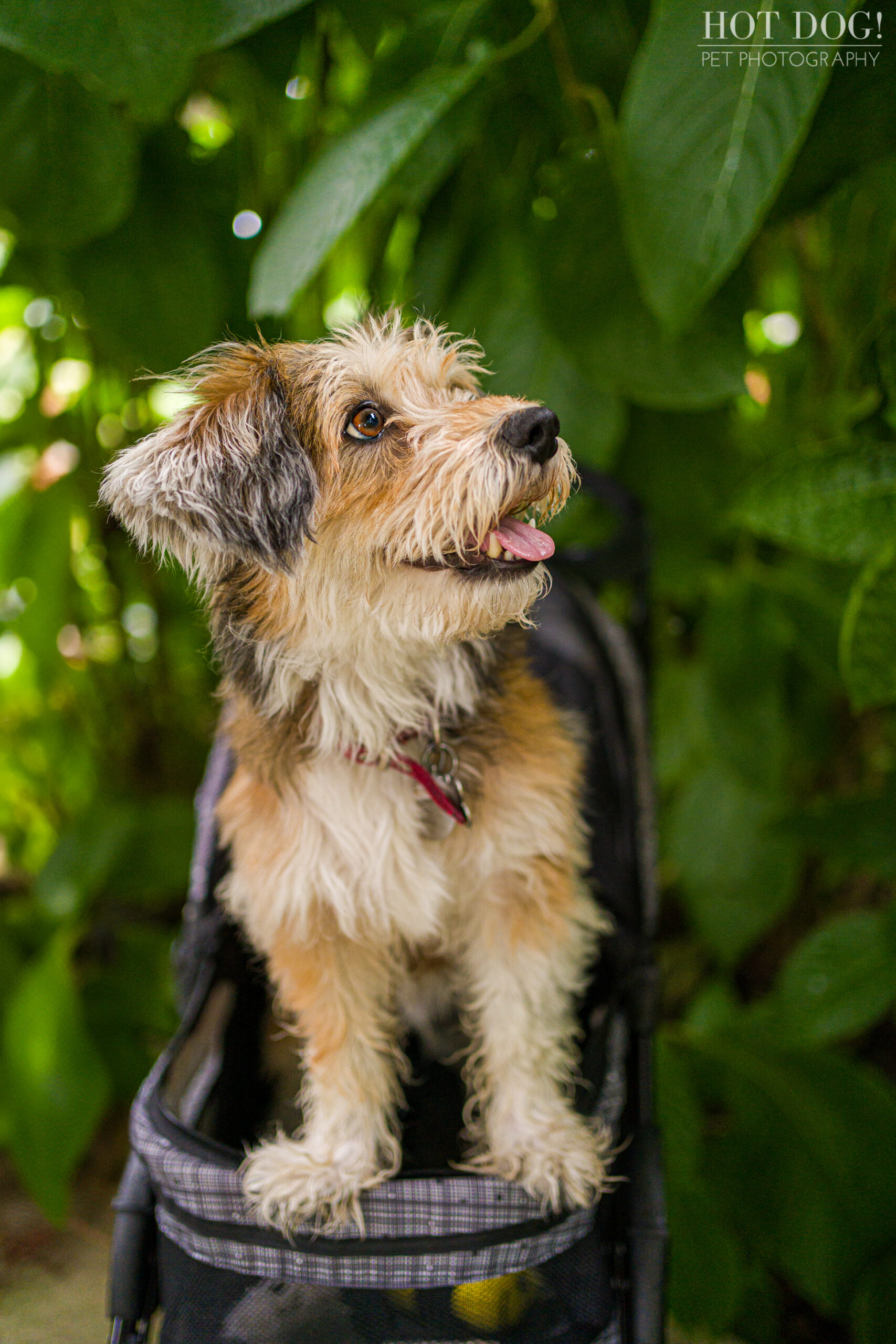 Hot Dog! Pet Photography is the premier pet photography studio in the area, and this end of life photo session with Otto the terrier mix is proof of their talent.