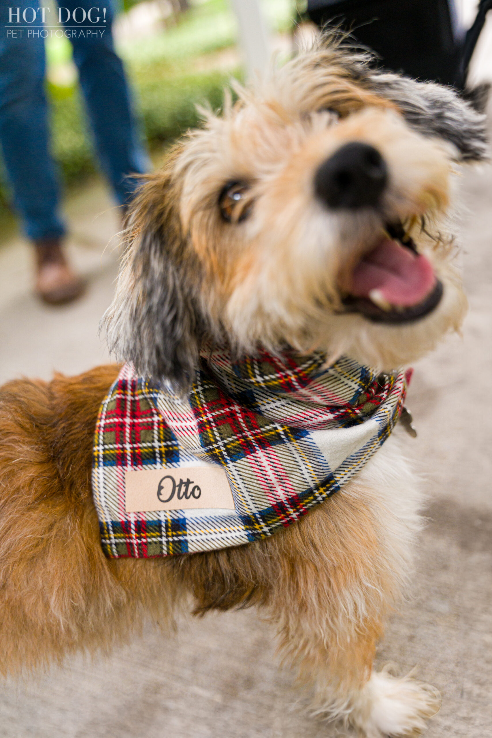 Otto the terrier mix is the perfect model for a professional pet photo session, and Hot Dog! Pet Photography is the perfect photographer to capture his unique personality.