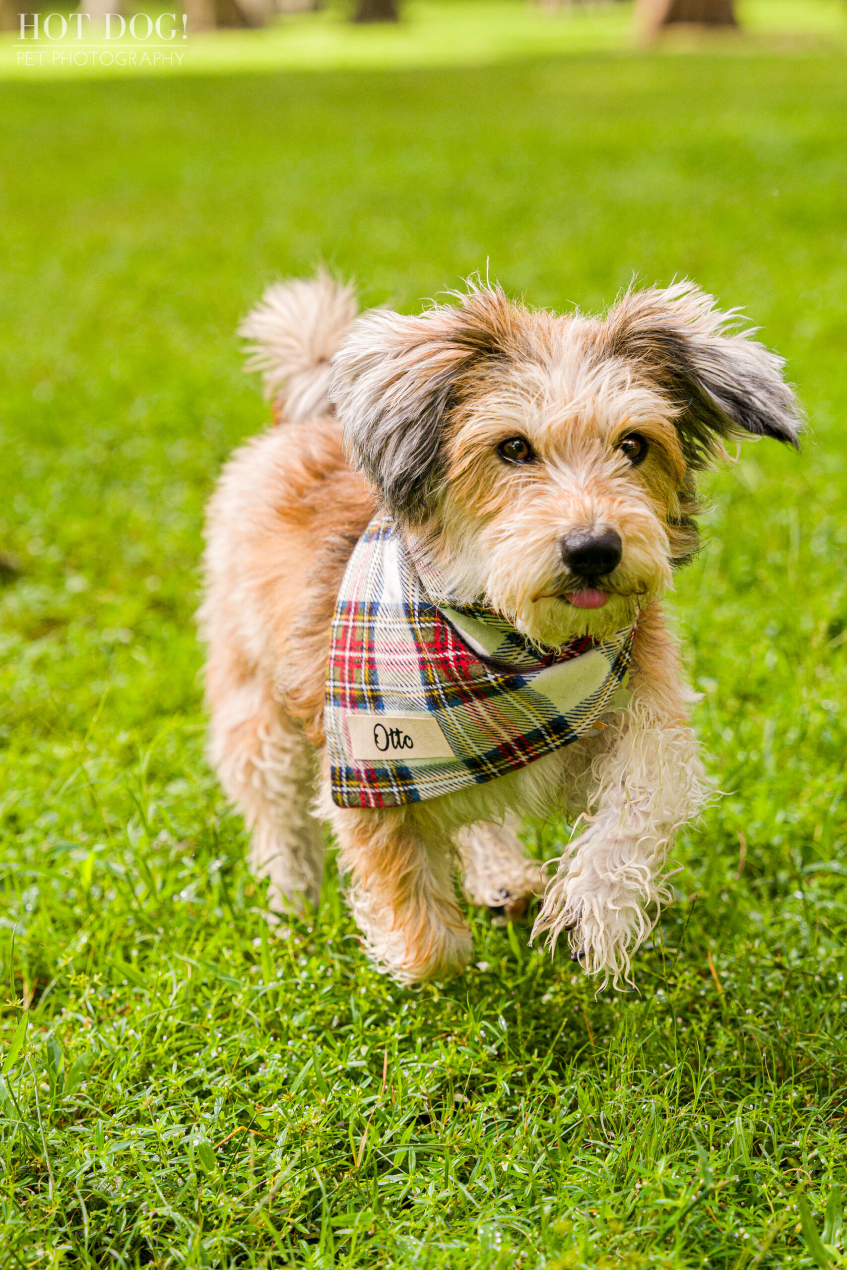 Let Hot Dog! Pet Photography capture the love and joy of your pet in a professional photo session that you'll cherish for years to come.