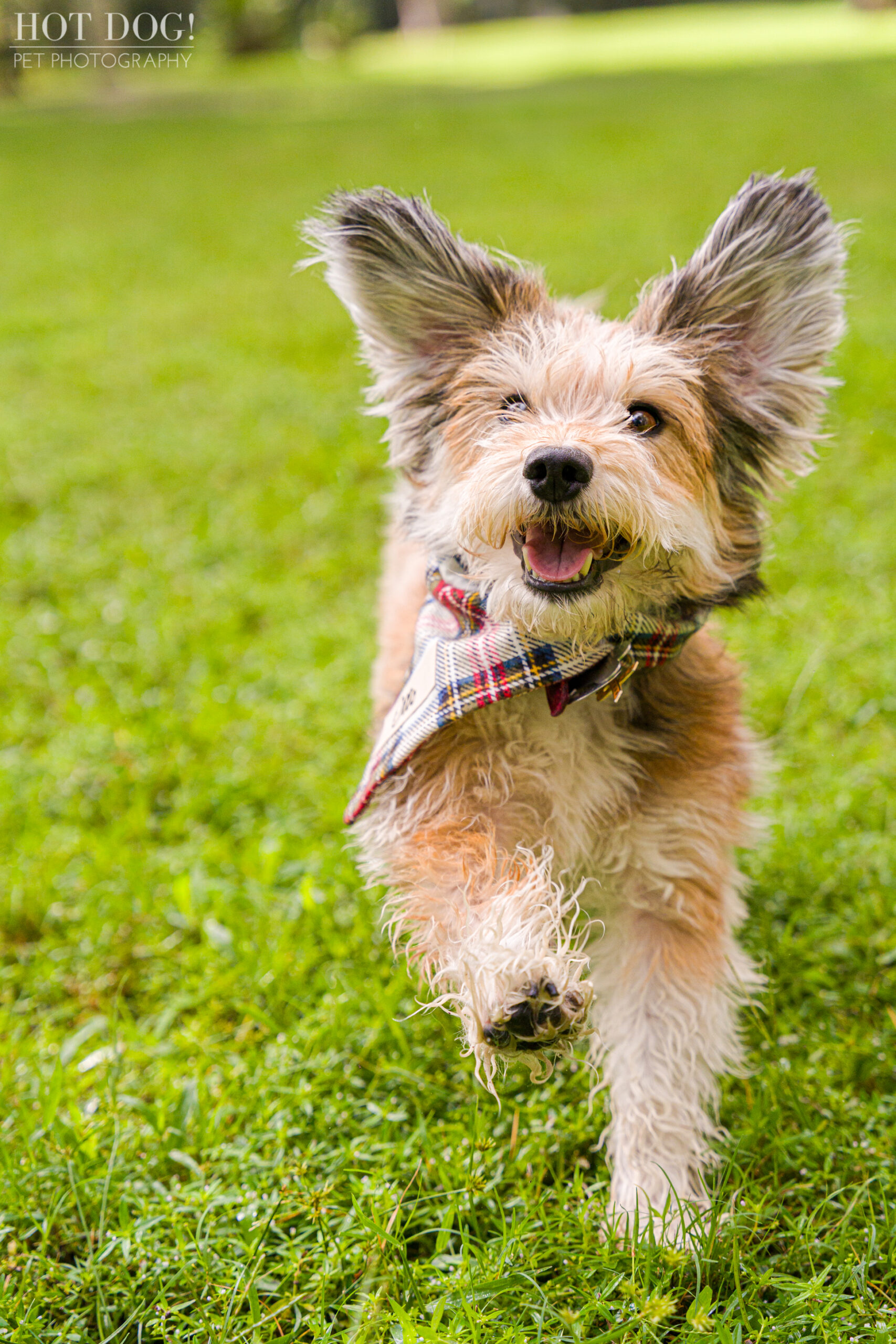 Otto the terrier mix is the star of this professional pet photo session by Hot Dog! Pet Photography.