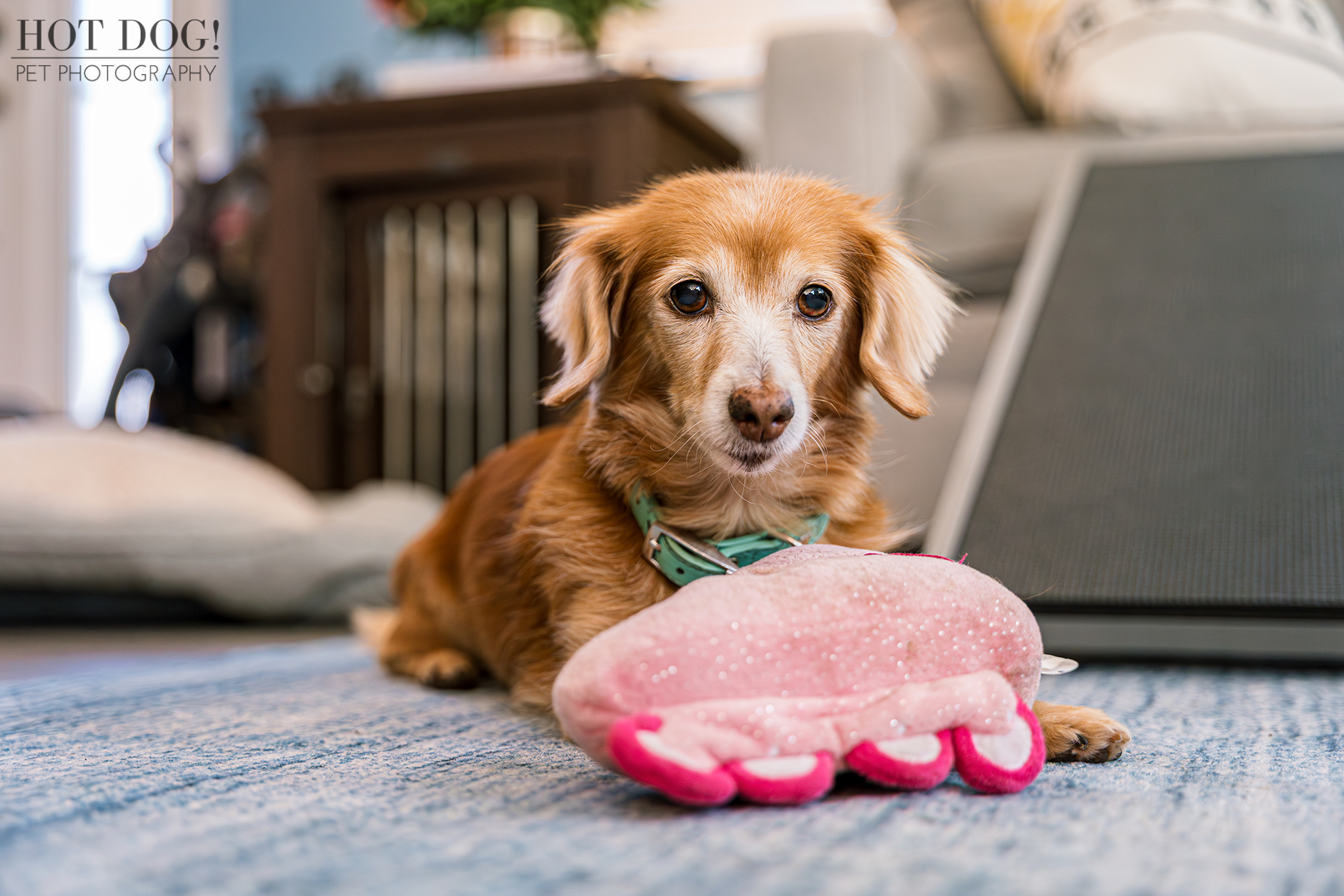 Adorable senior dachshund Piper posing indoors with her favorite pink plush toy, a Barbie skate.