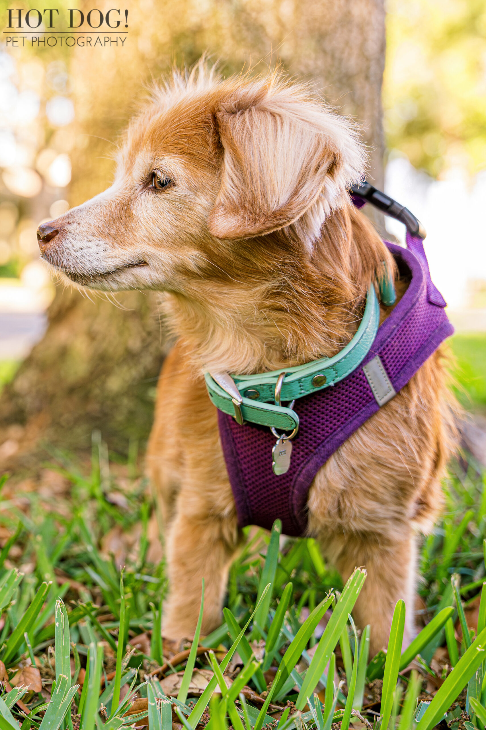 Profile shot of Piper the dachshund wearing a purple harness under a shady tree in Lake Nona.