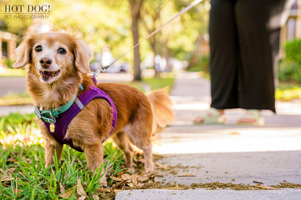 Senior long-haired dachshund mix Piper wearing a purple harness on a walk in Lake Nona, FL.